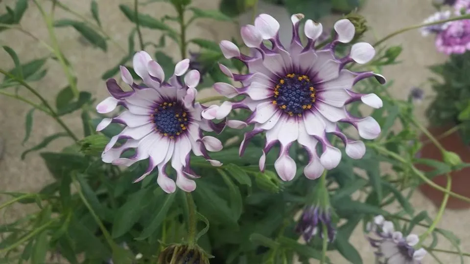 Garden in Alexandros Studios Apartments
