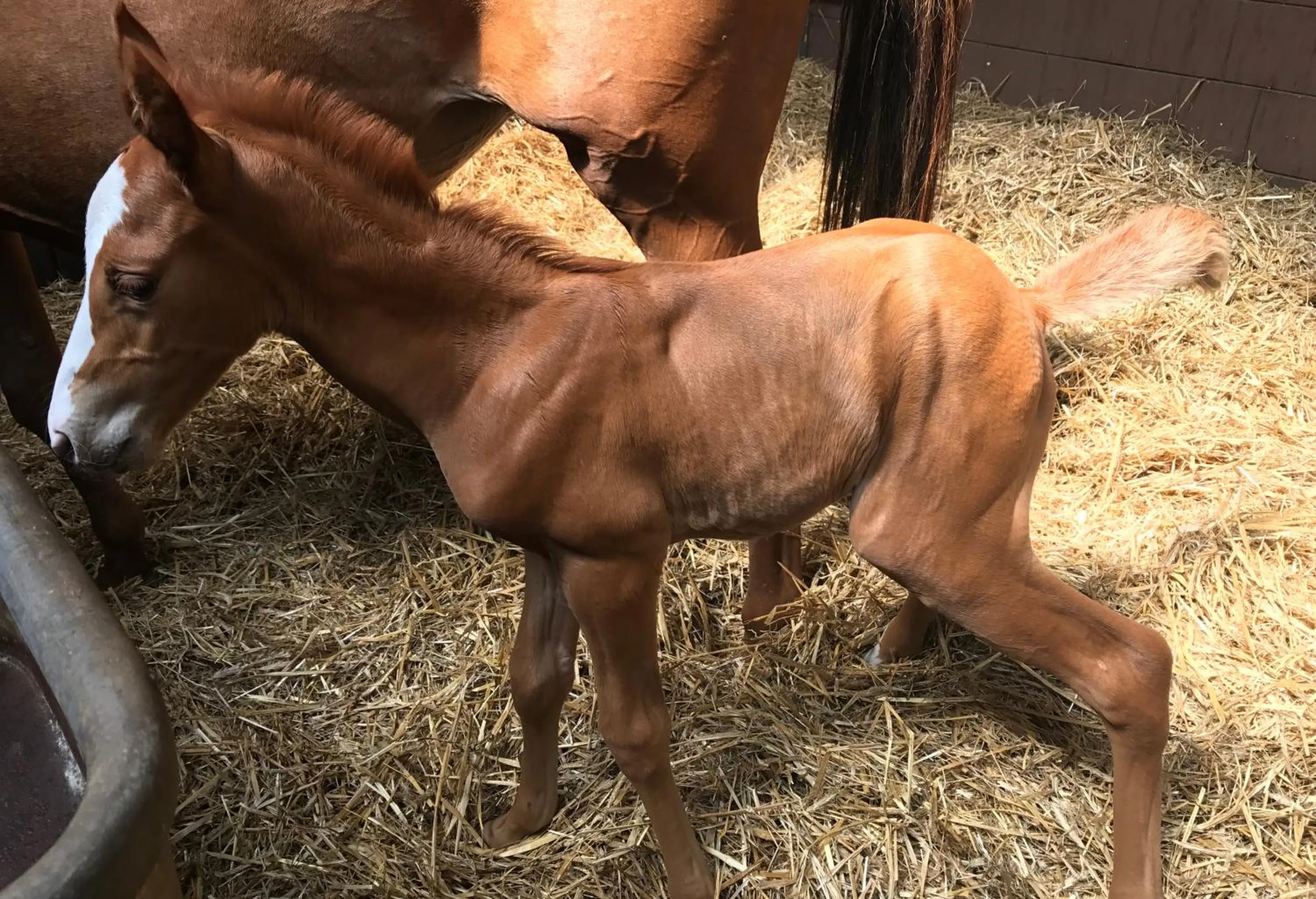 Animals in Country Inn Suitenhotel