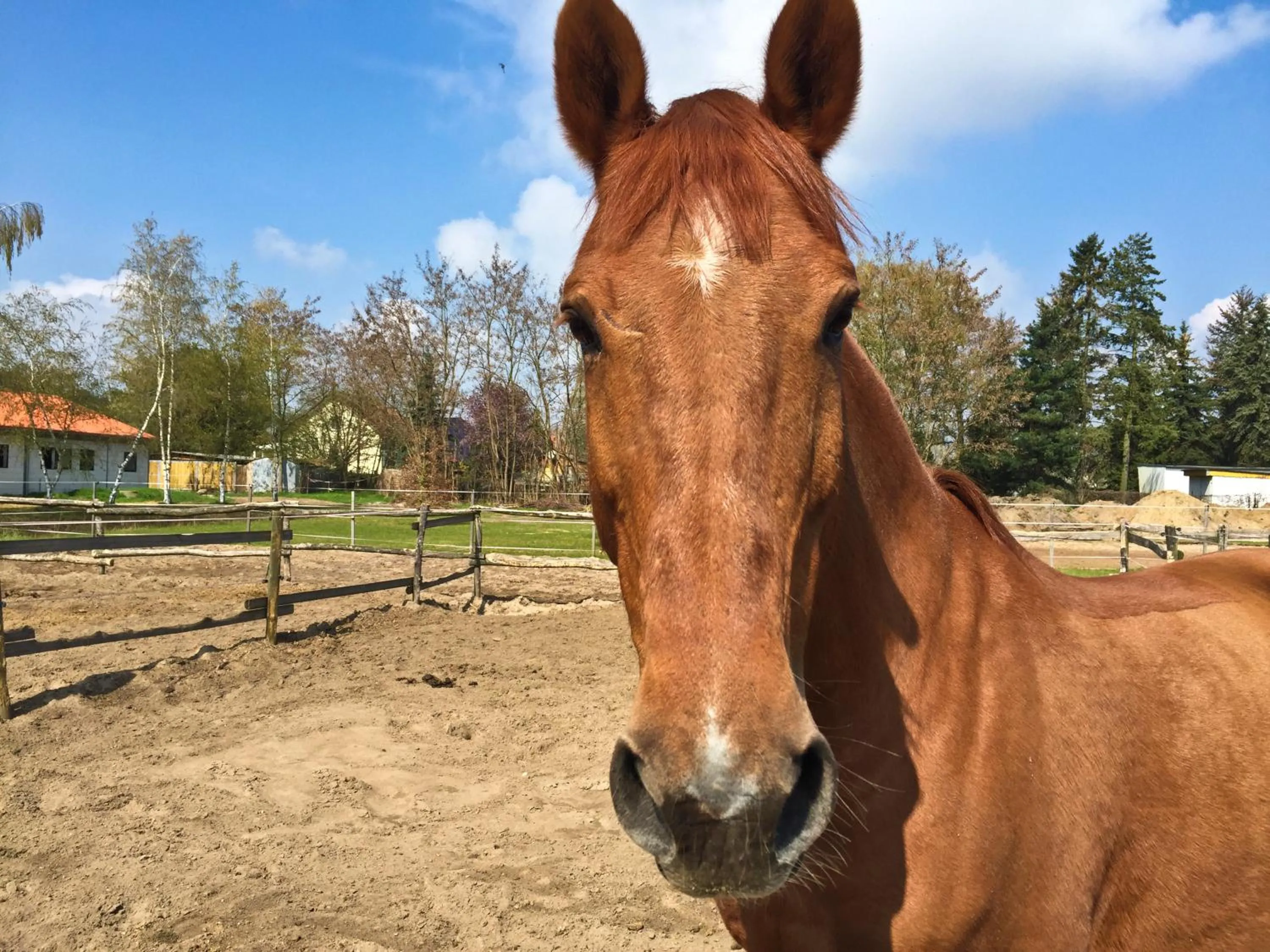 Horse-riding in Country Inn Suitenhotel