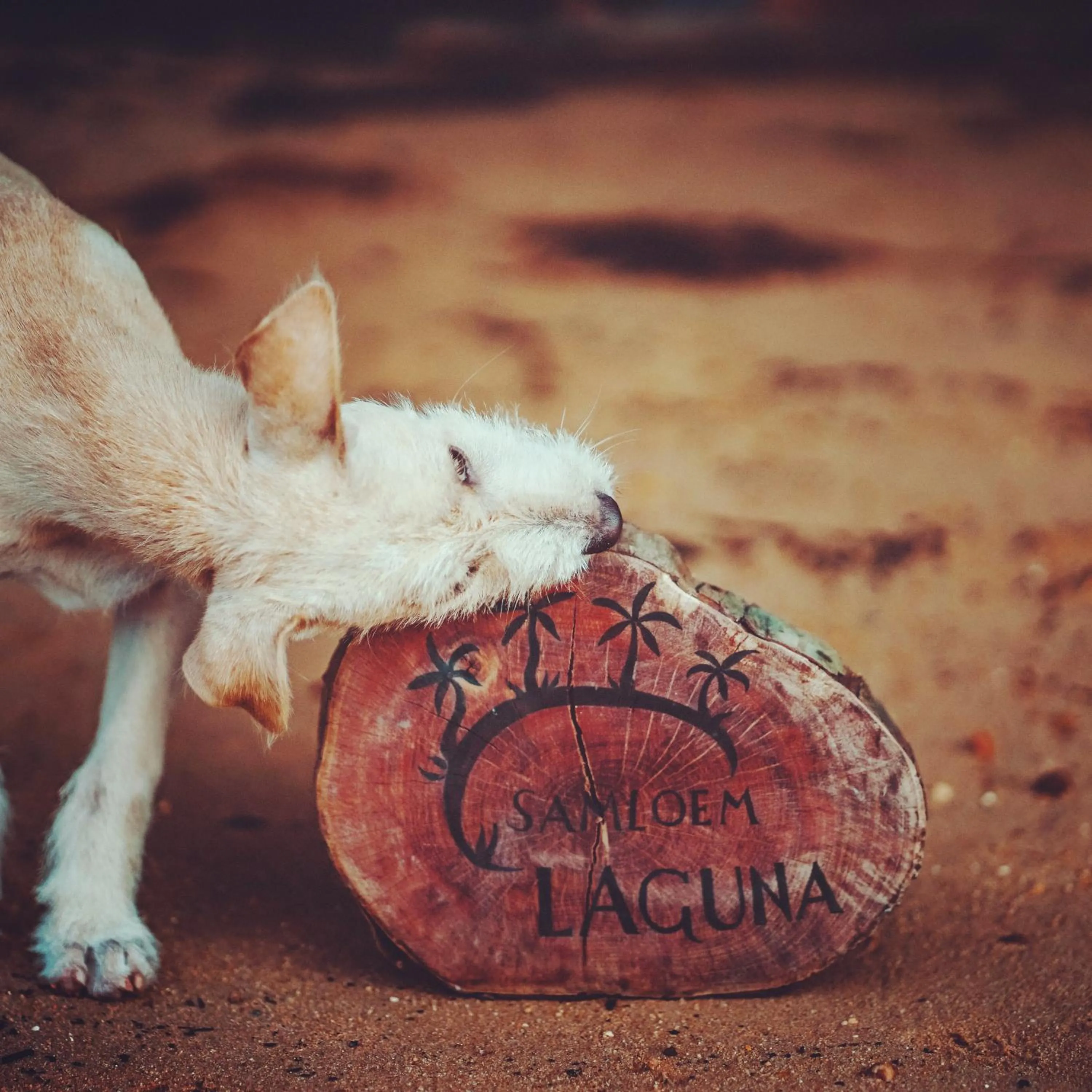 Property logo or sign in Samloem Laguna Resort