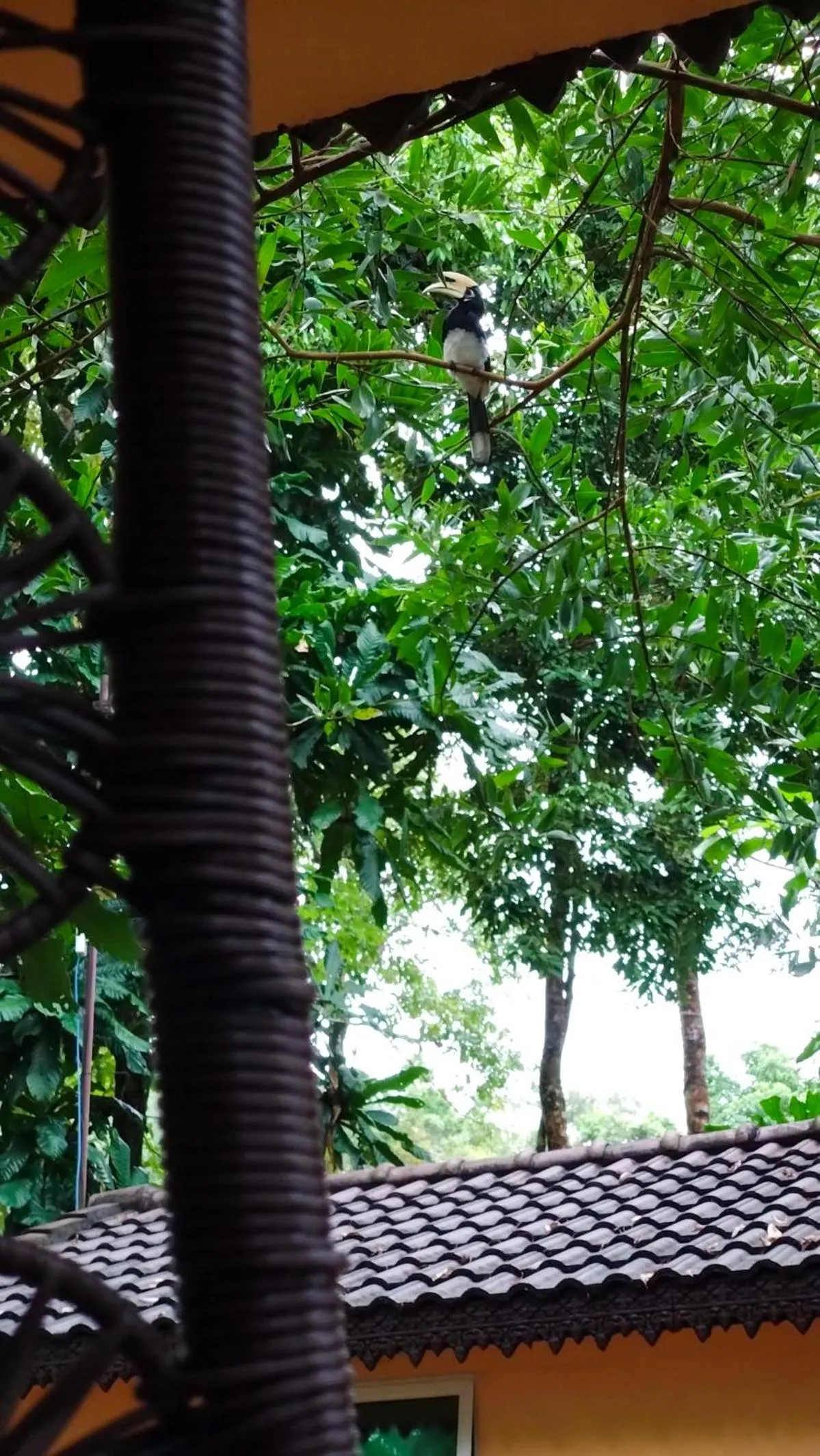 Spring in Samloem Laguna Resort