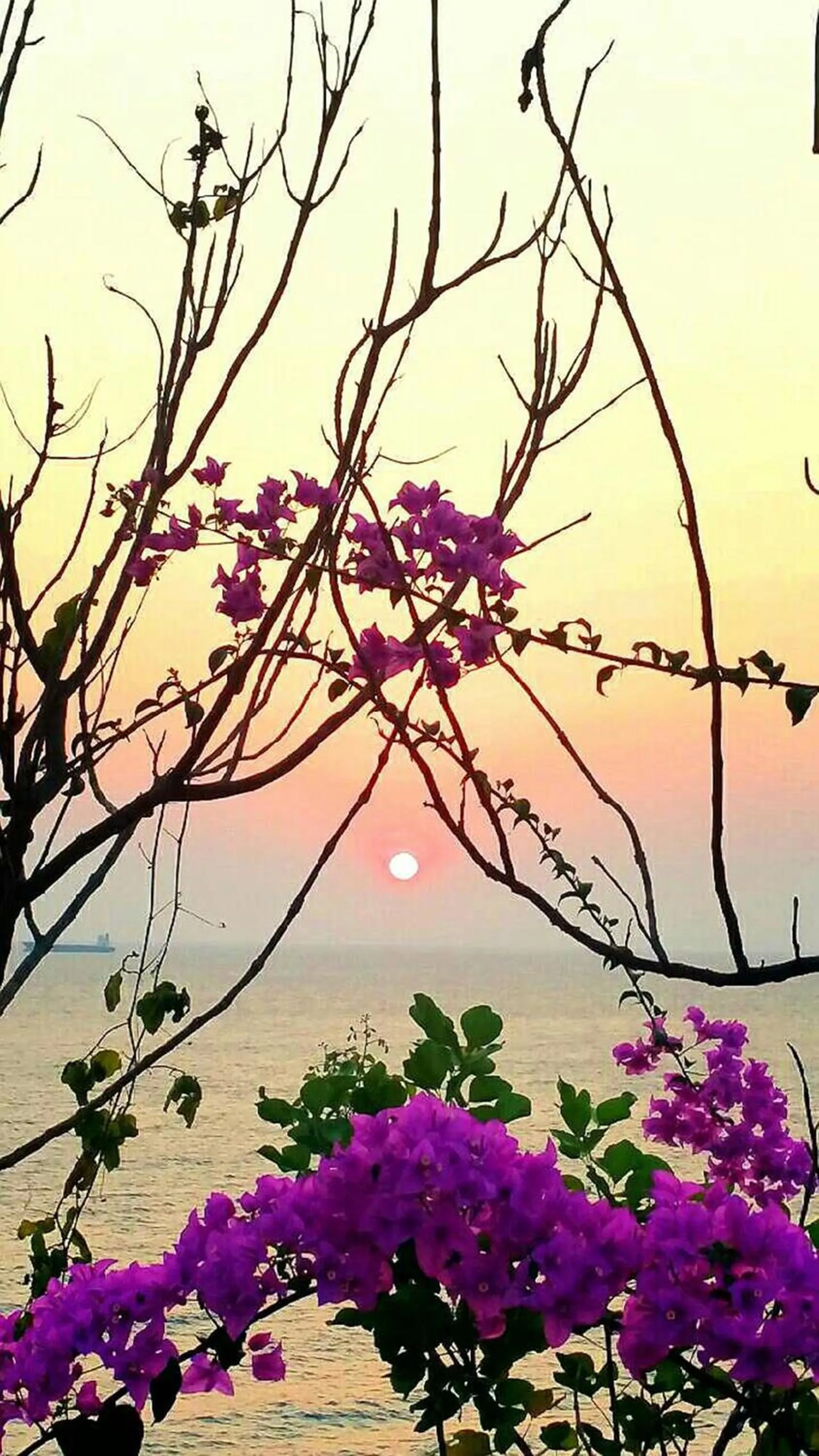 Ocean View Resort - Koh Sichang