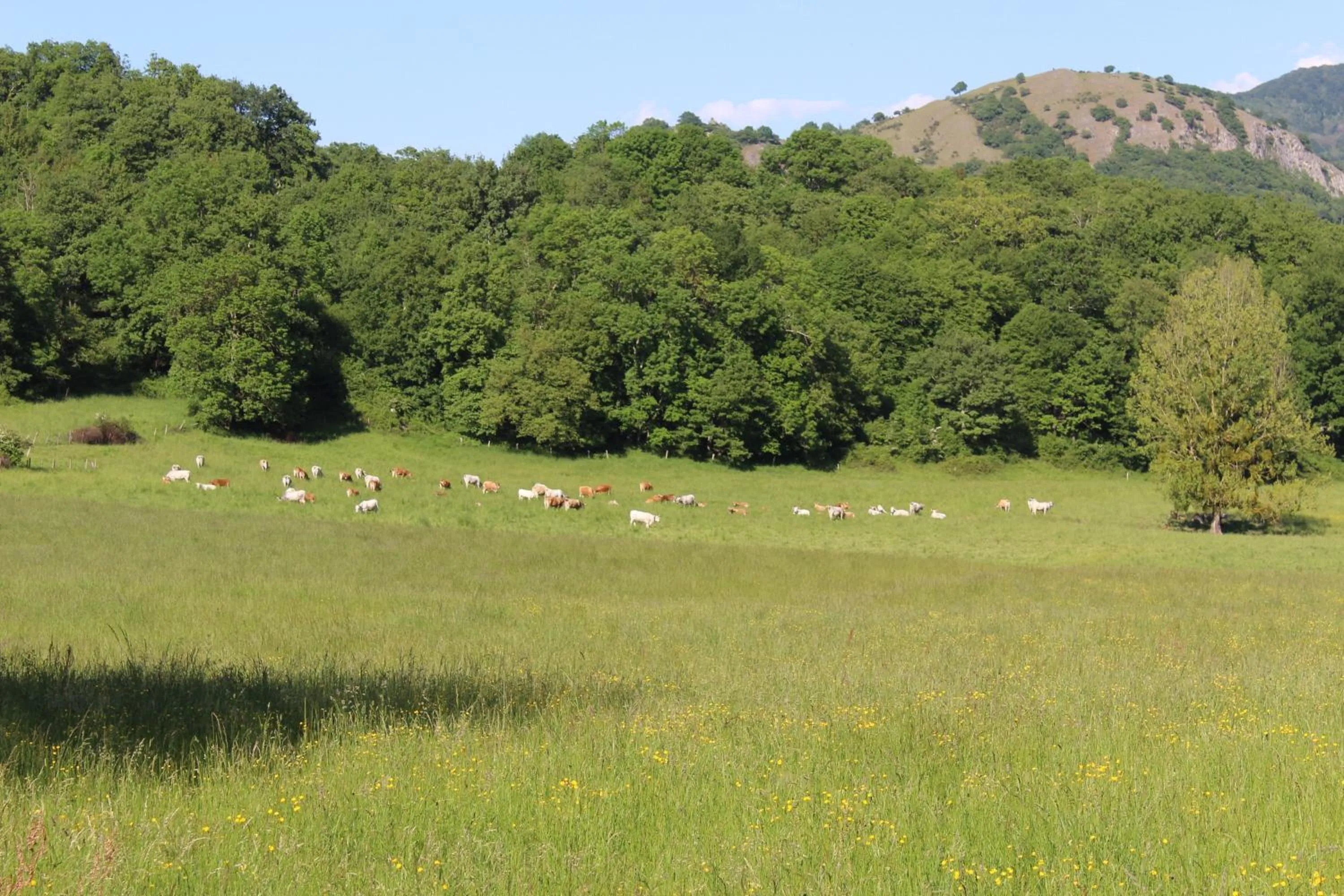 Other in Du Coté de Lacoume