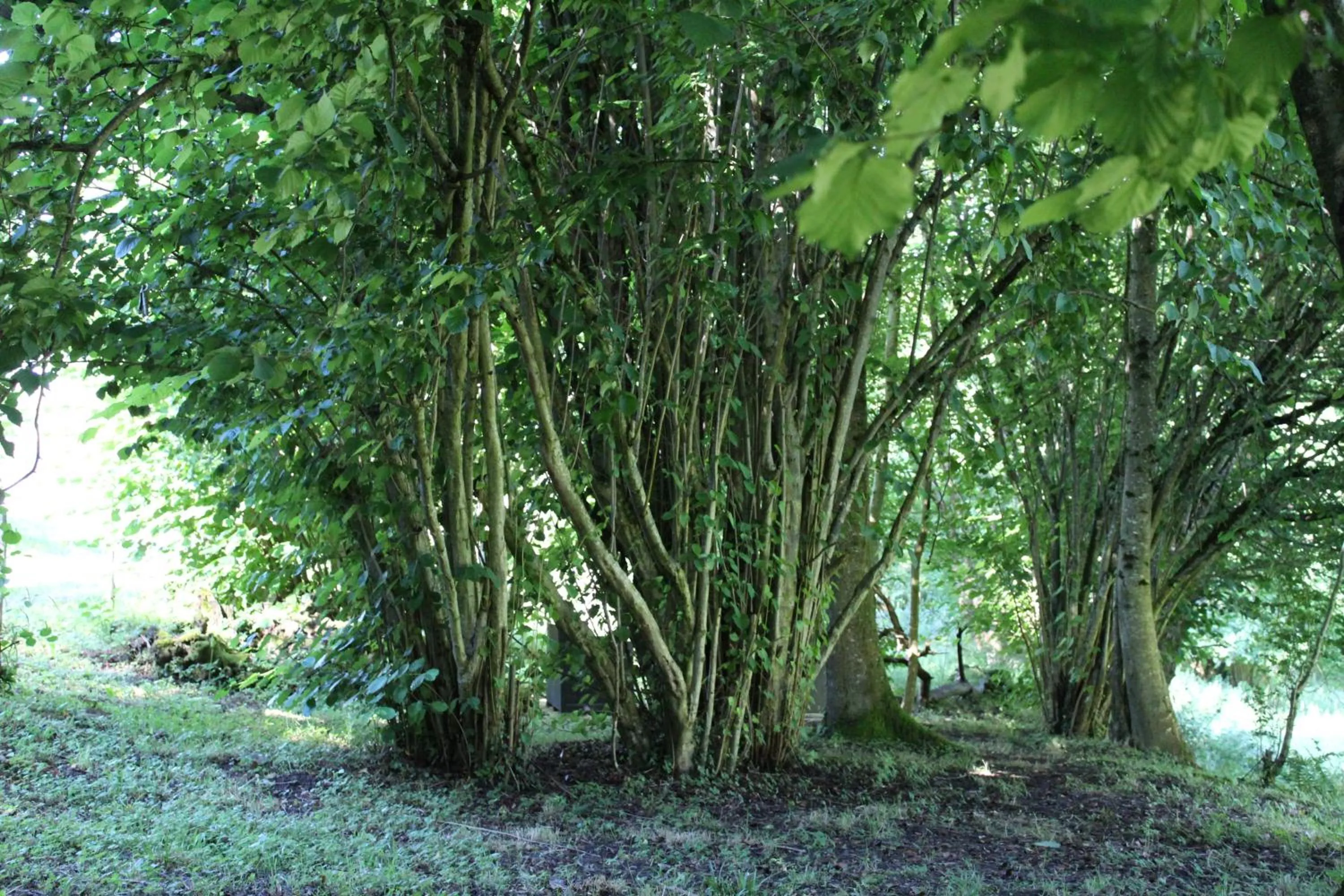 View (from property/room) in Du Coté de Lacoume