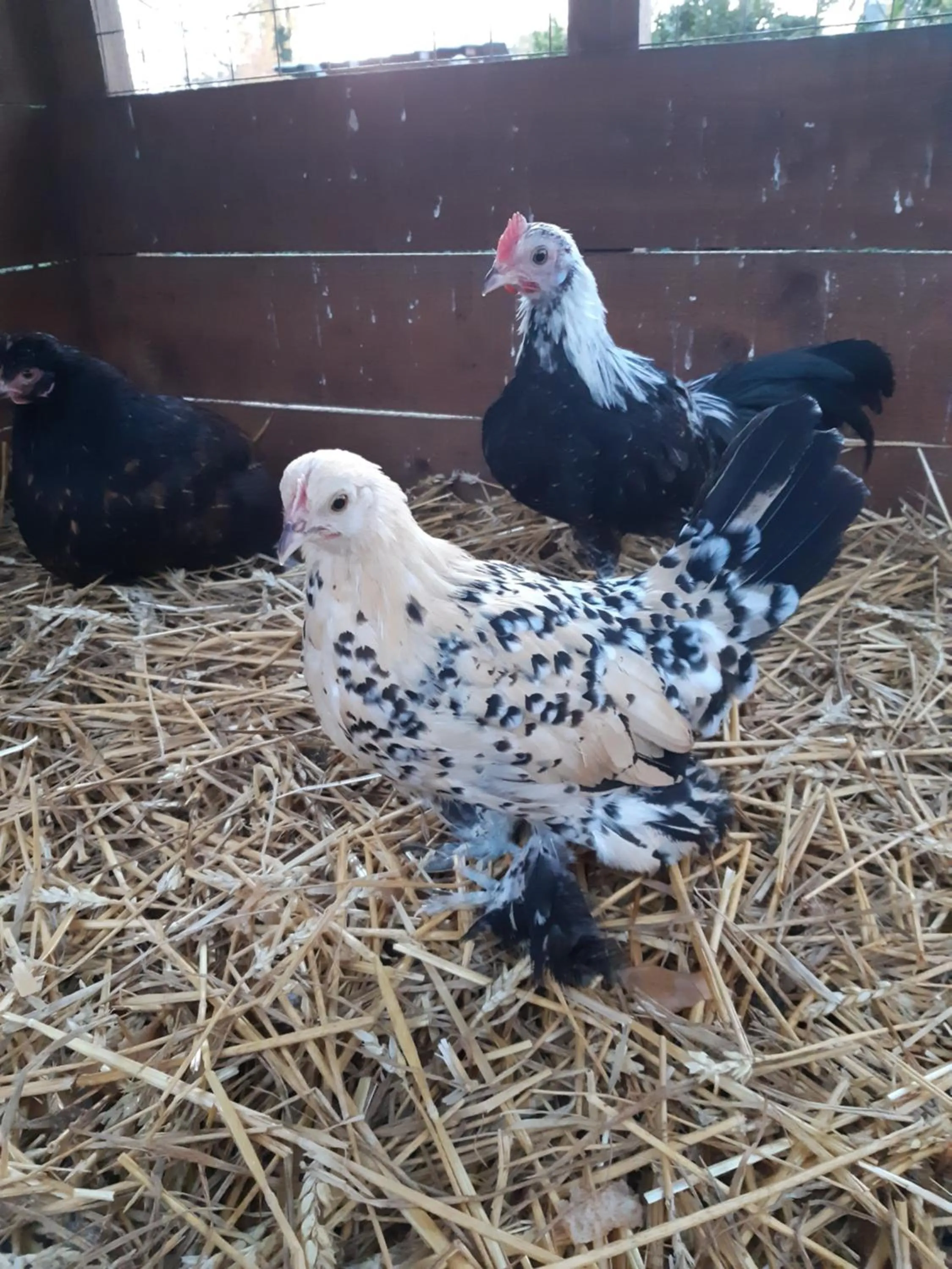 Animals in Roulotte La Verdine