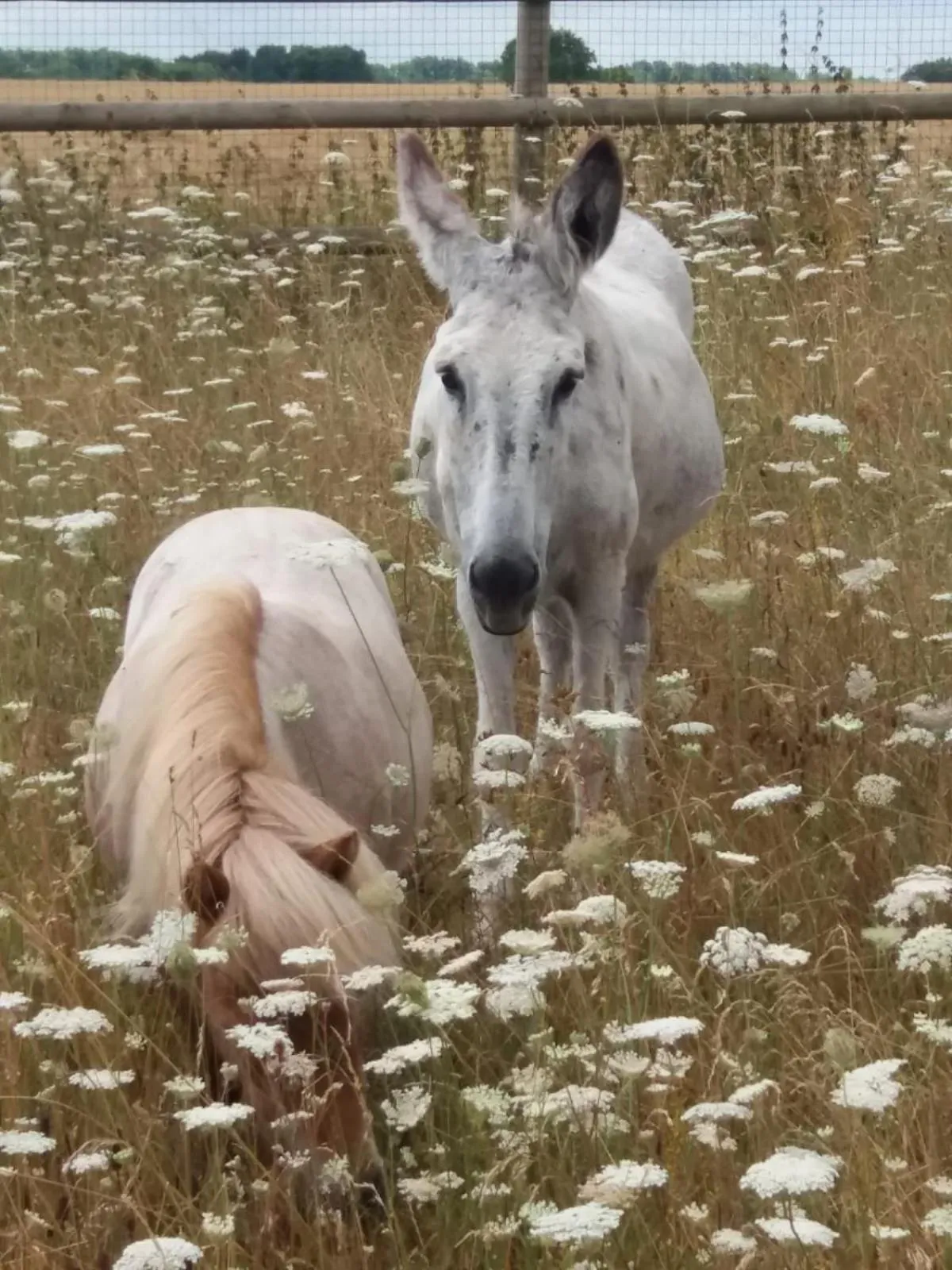 Animals in Roulotte La Verdine