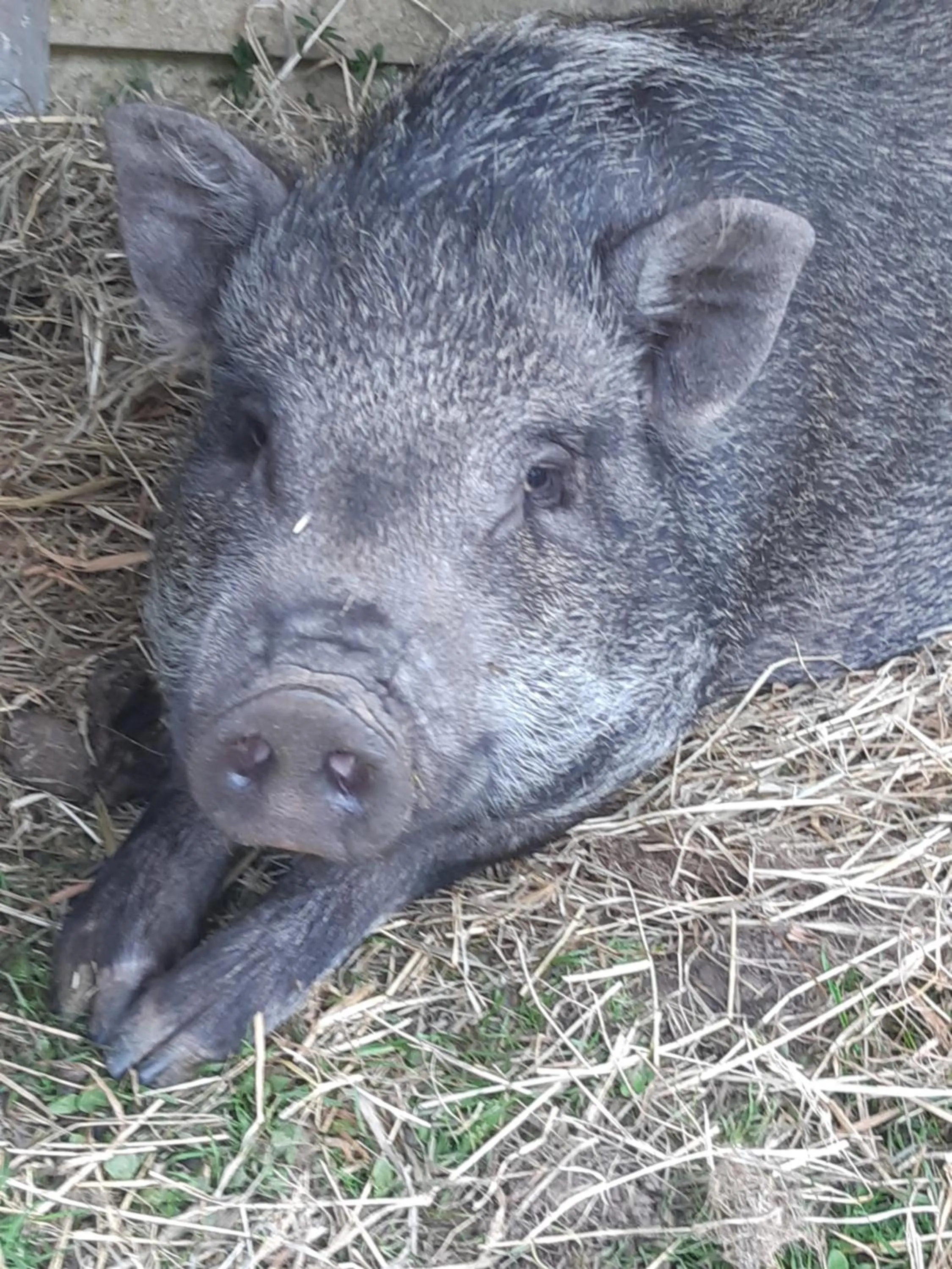 Animals in Roulotte La Verdine