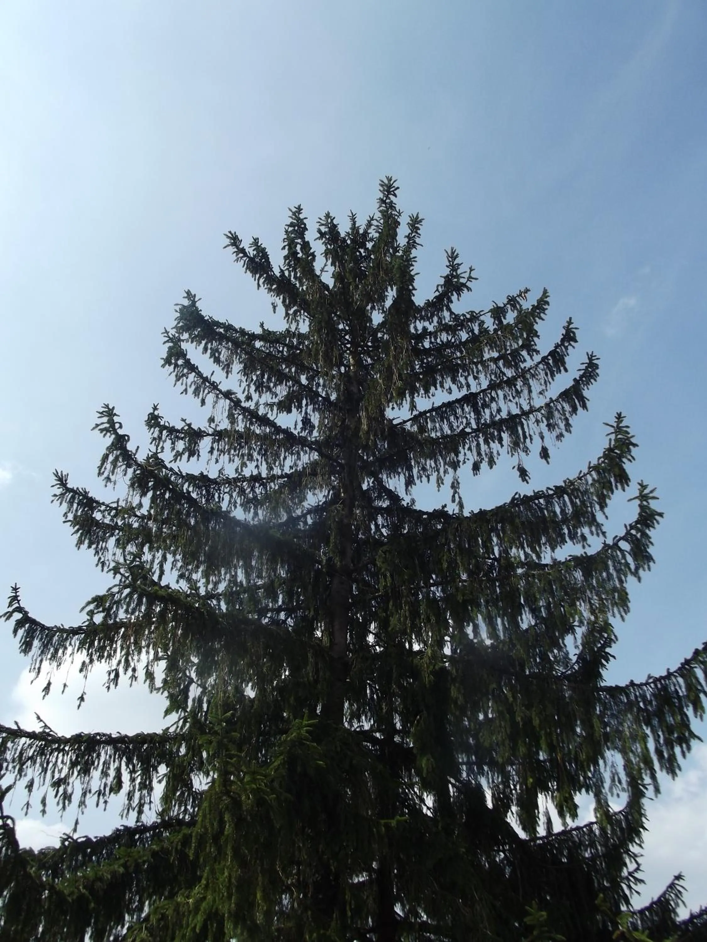 Natural landscape in Zum Weissen Lamm