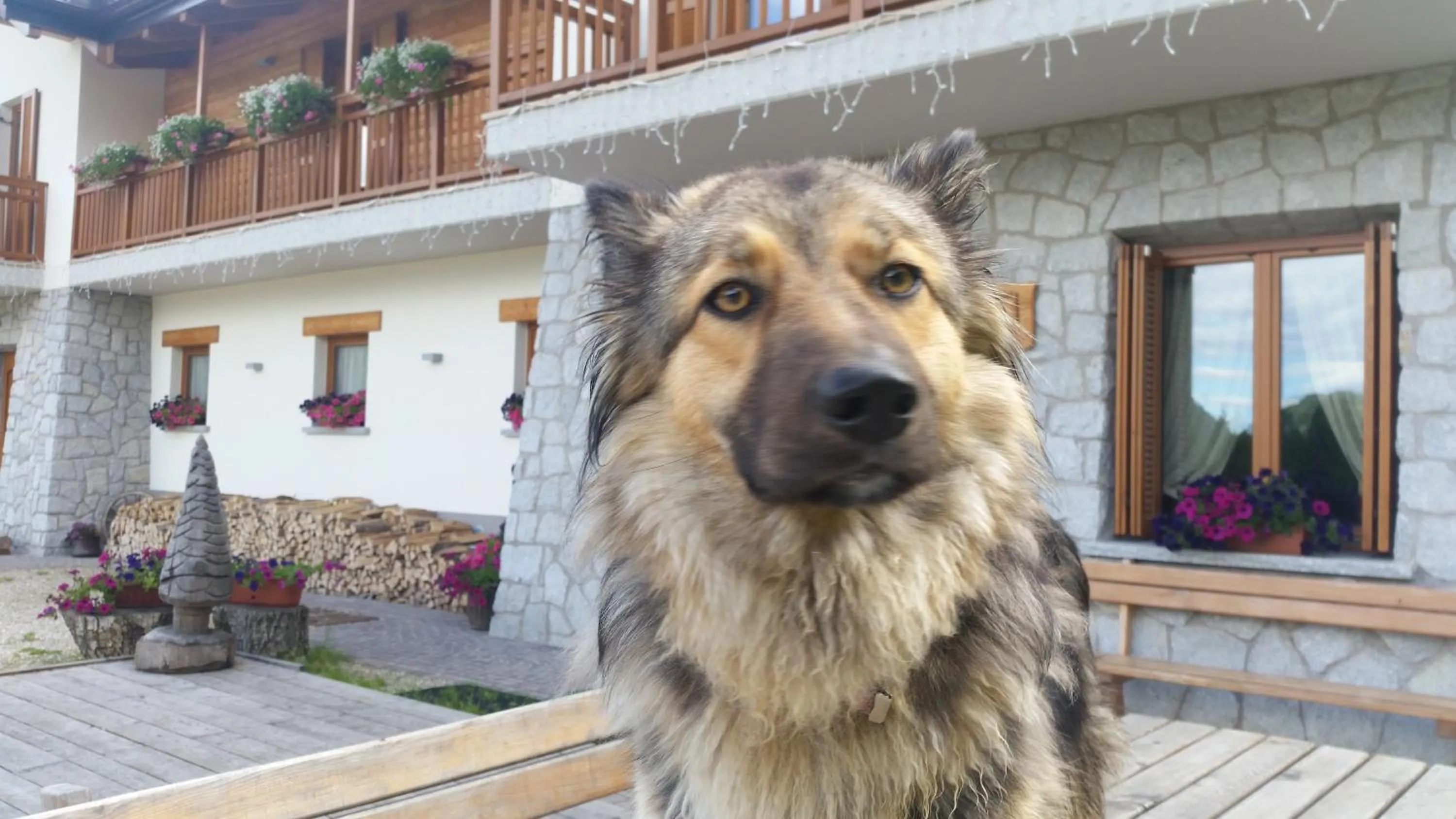 Pets in Albergo Chalet Abete Rosso