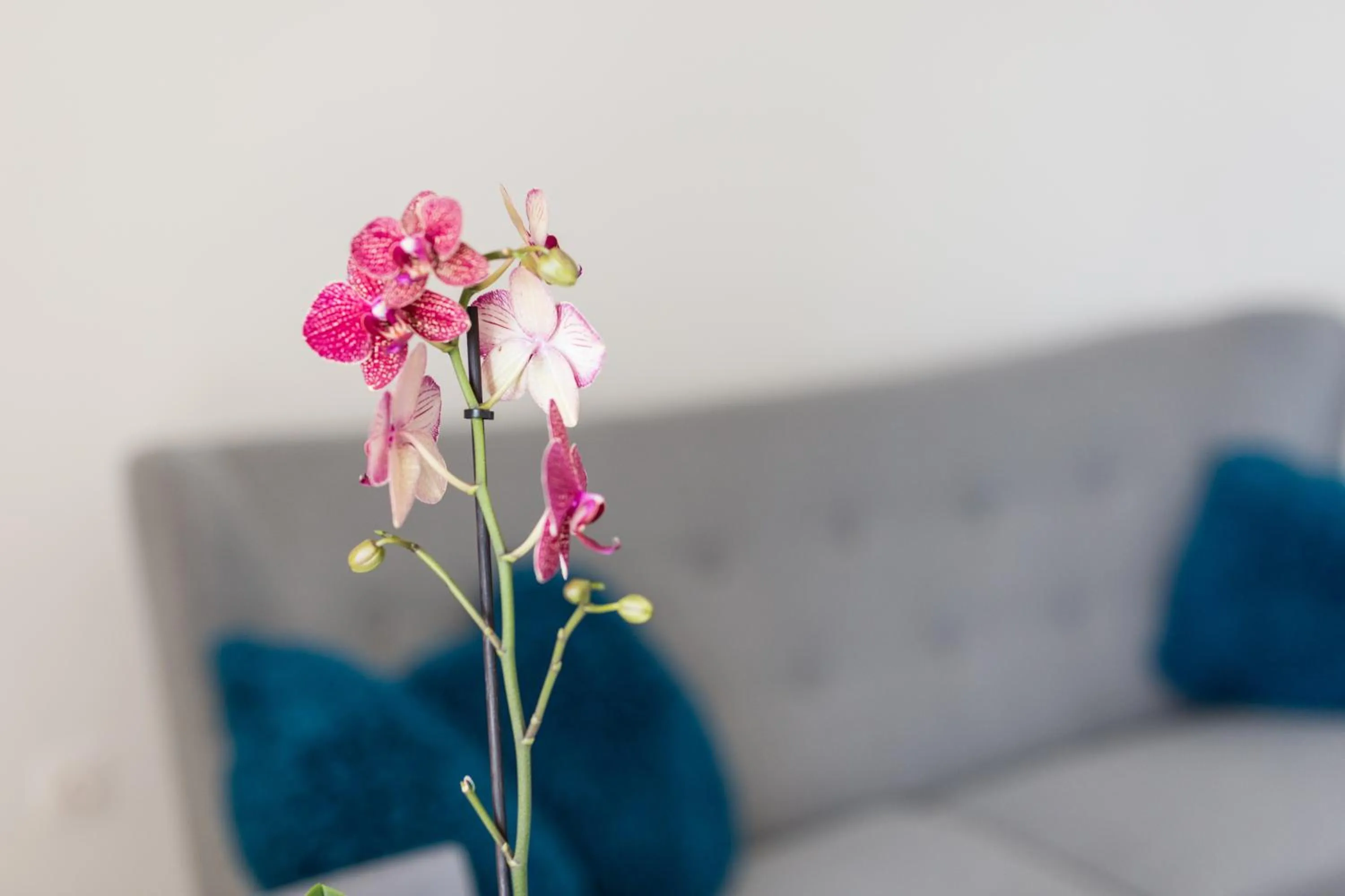 Captain Emo City Apartments