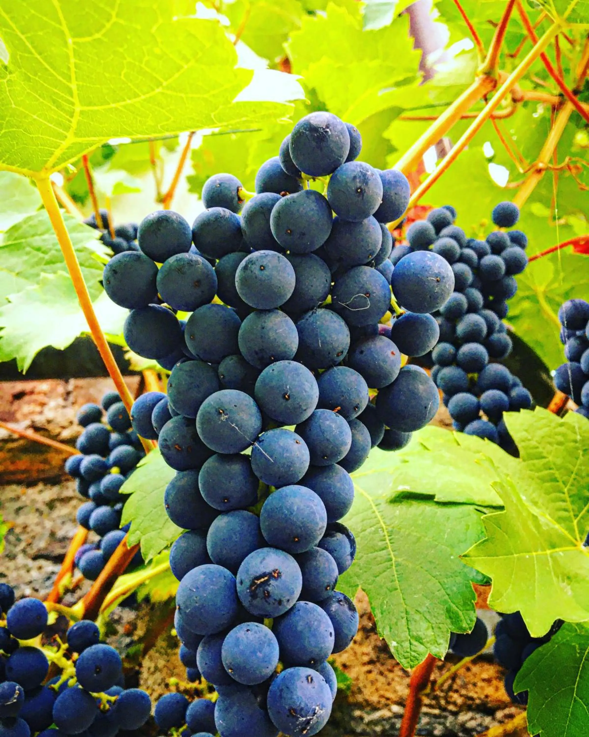 Area and facilities in Pension Rehschopp