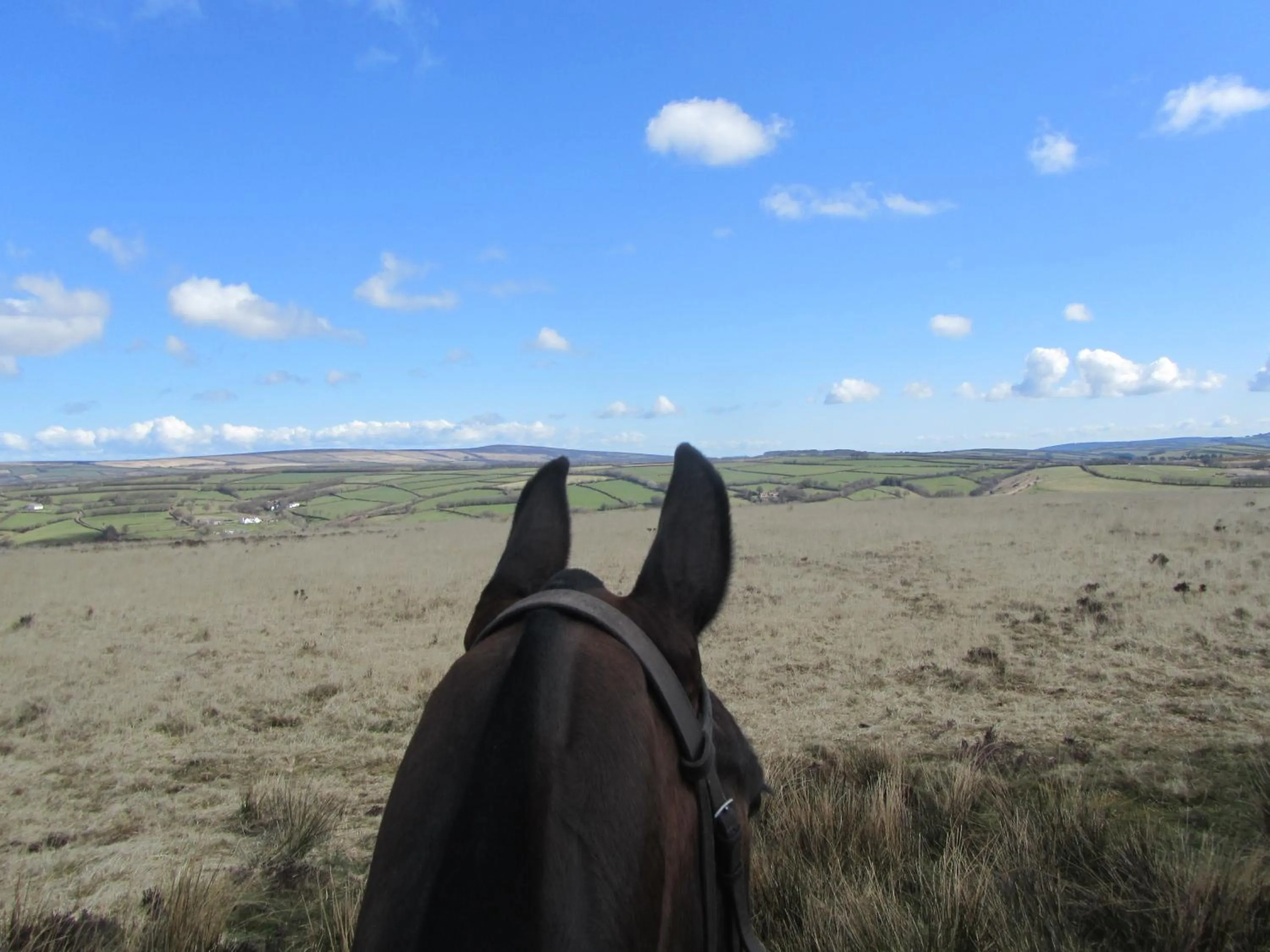 Natural landscape in Kings Farm