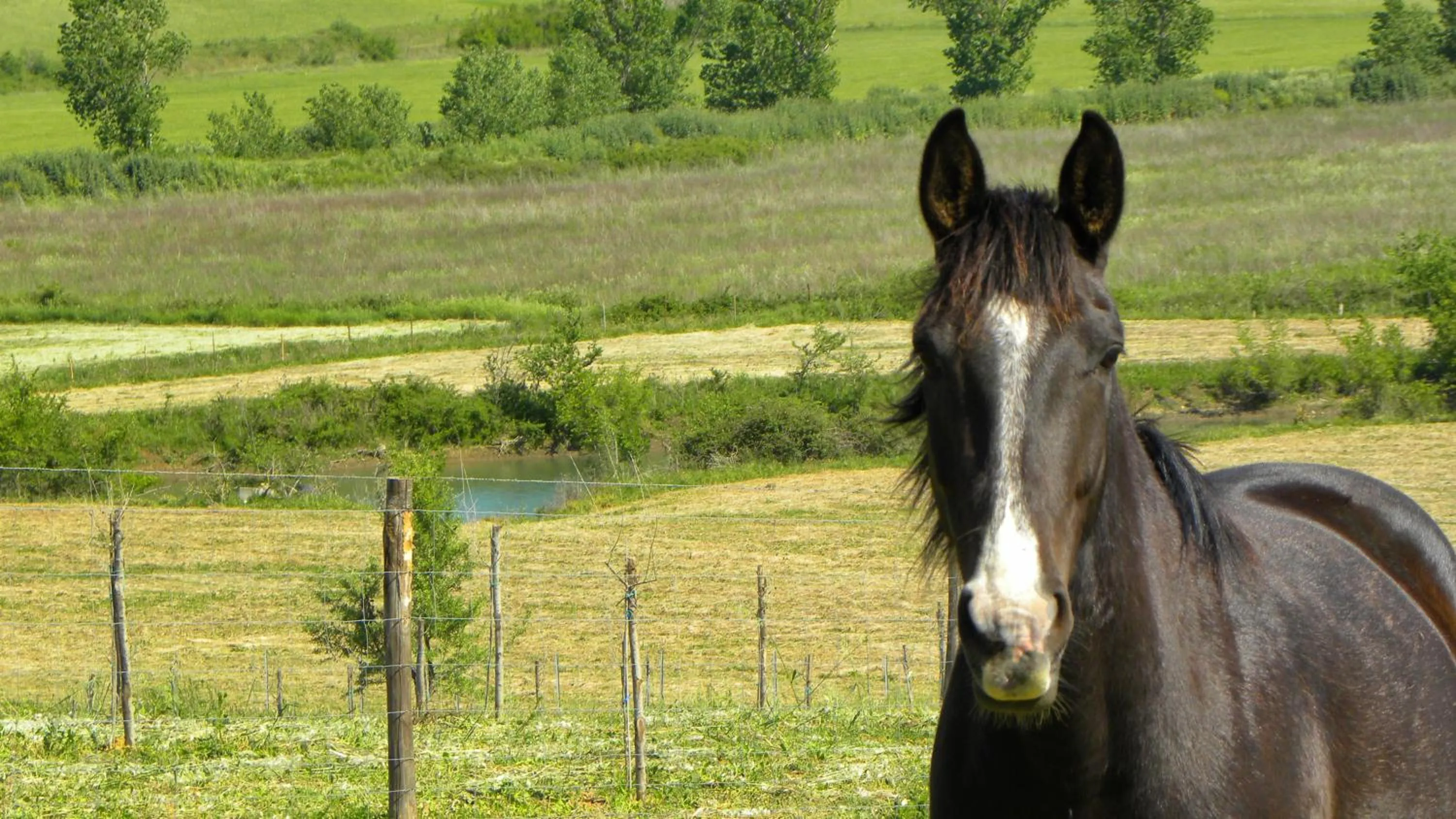 Horse-riding in Macchiabuia