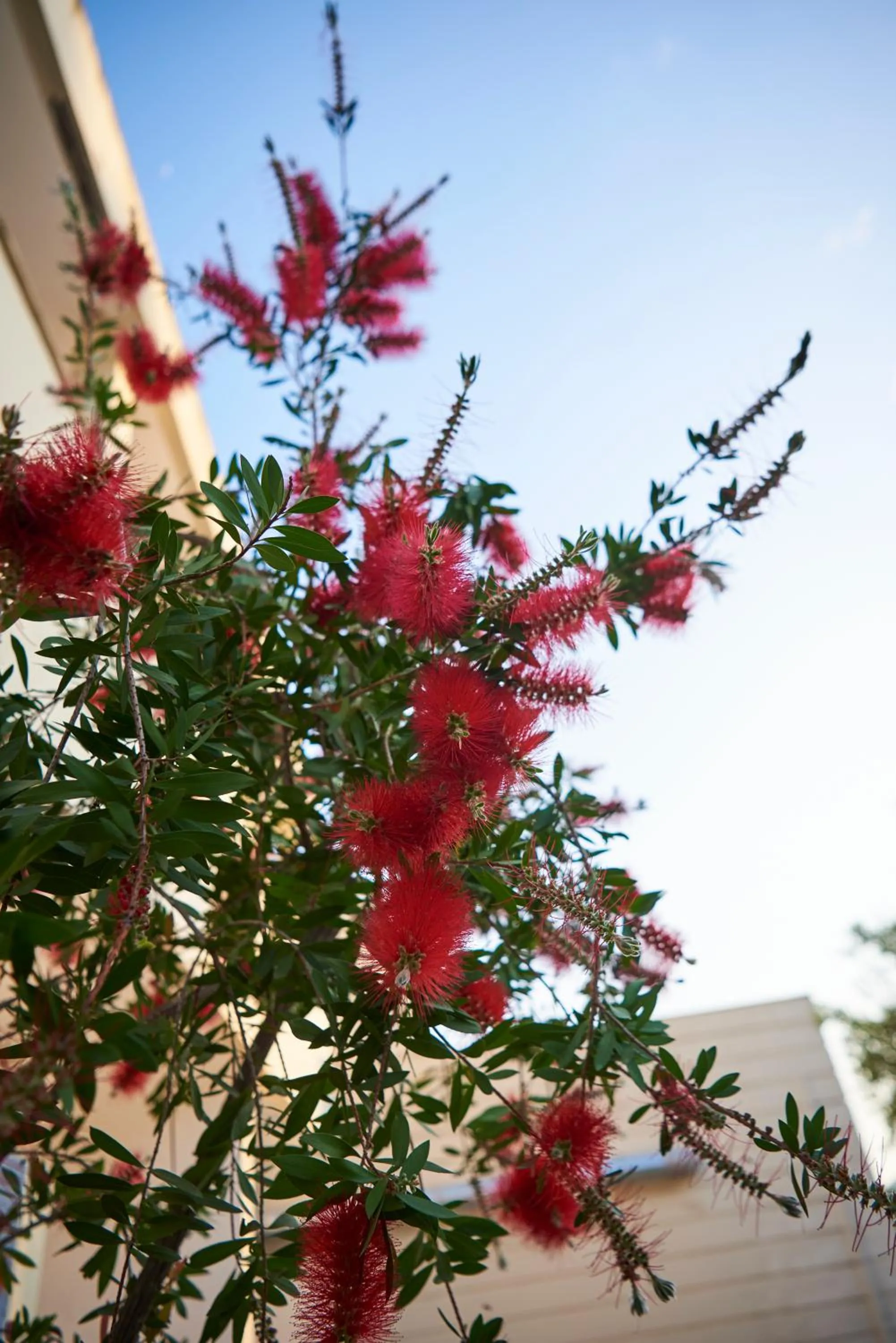 Garden in Kalloni Bay