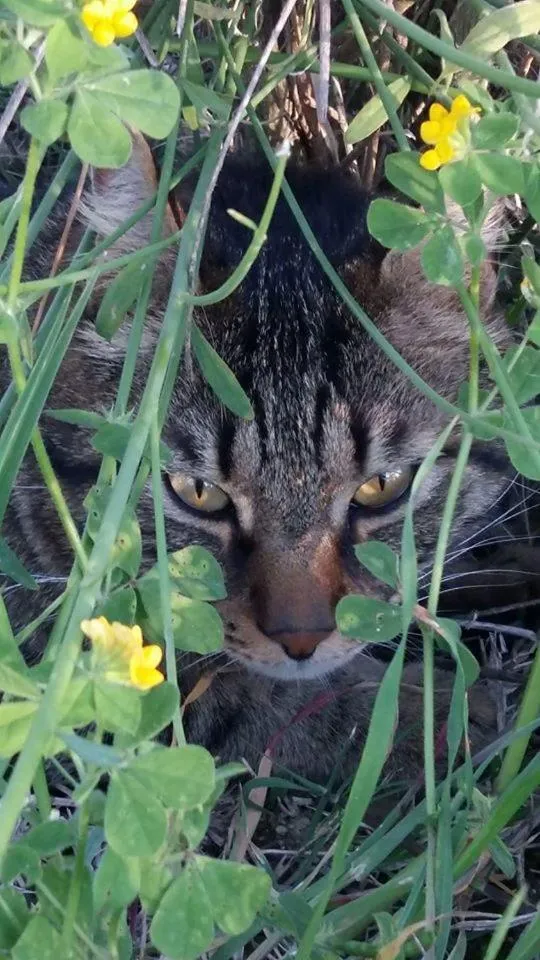 Pets in Locanda San Francesco