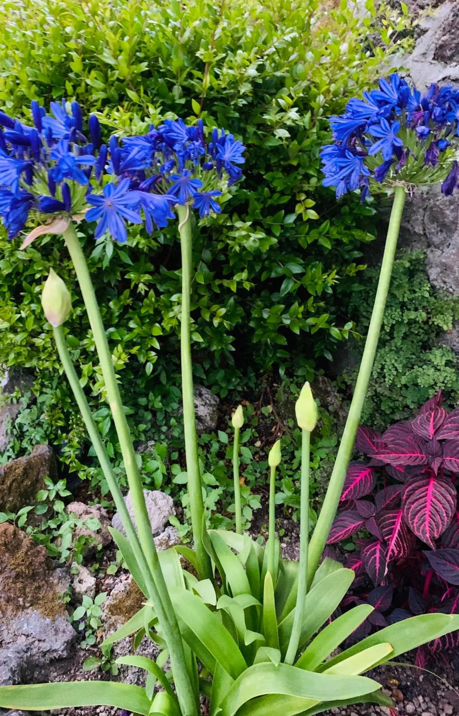 Agapanto Luxury Accommodation