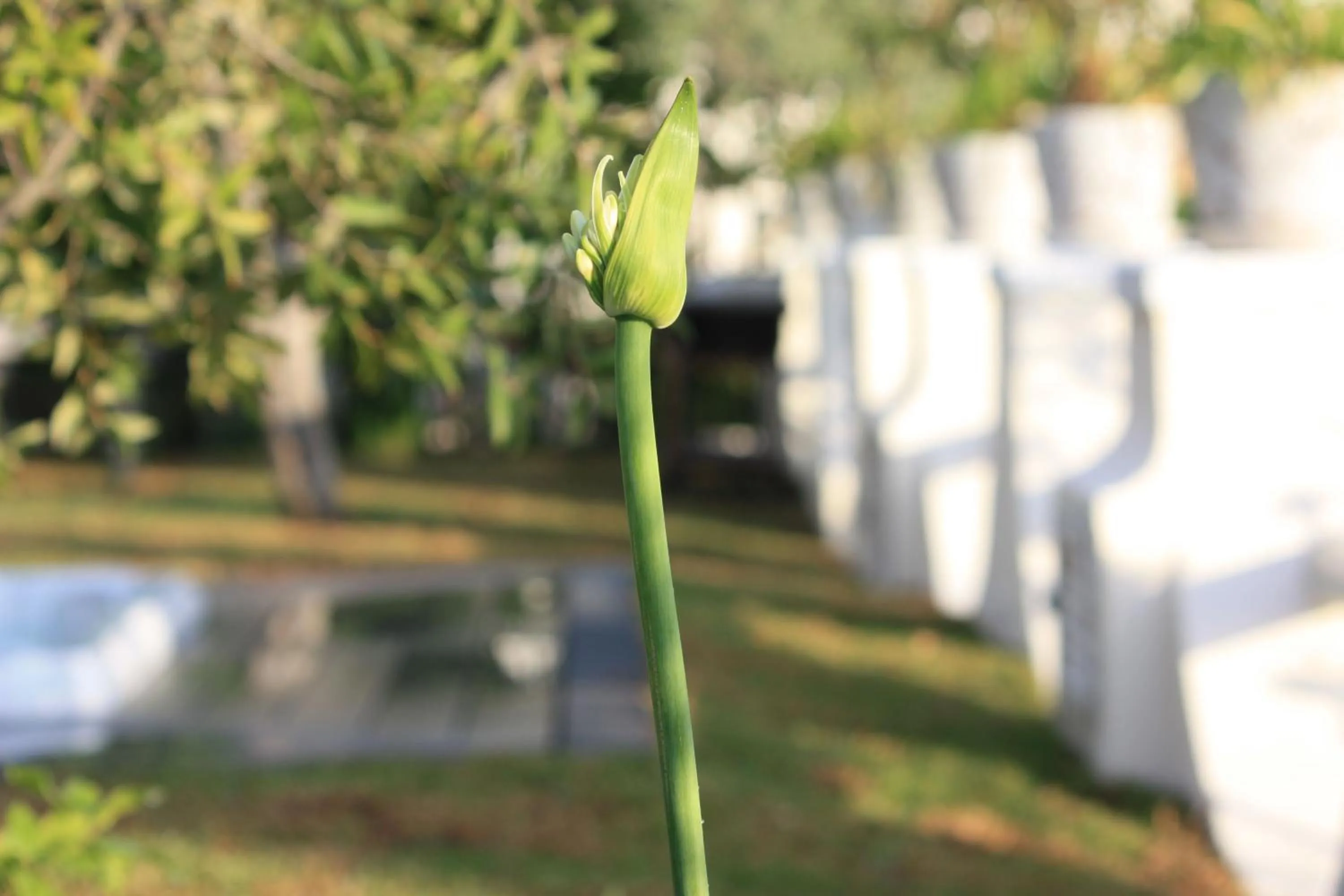 Agapanto Luxury Accommodation