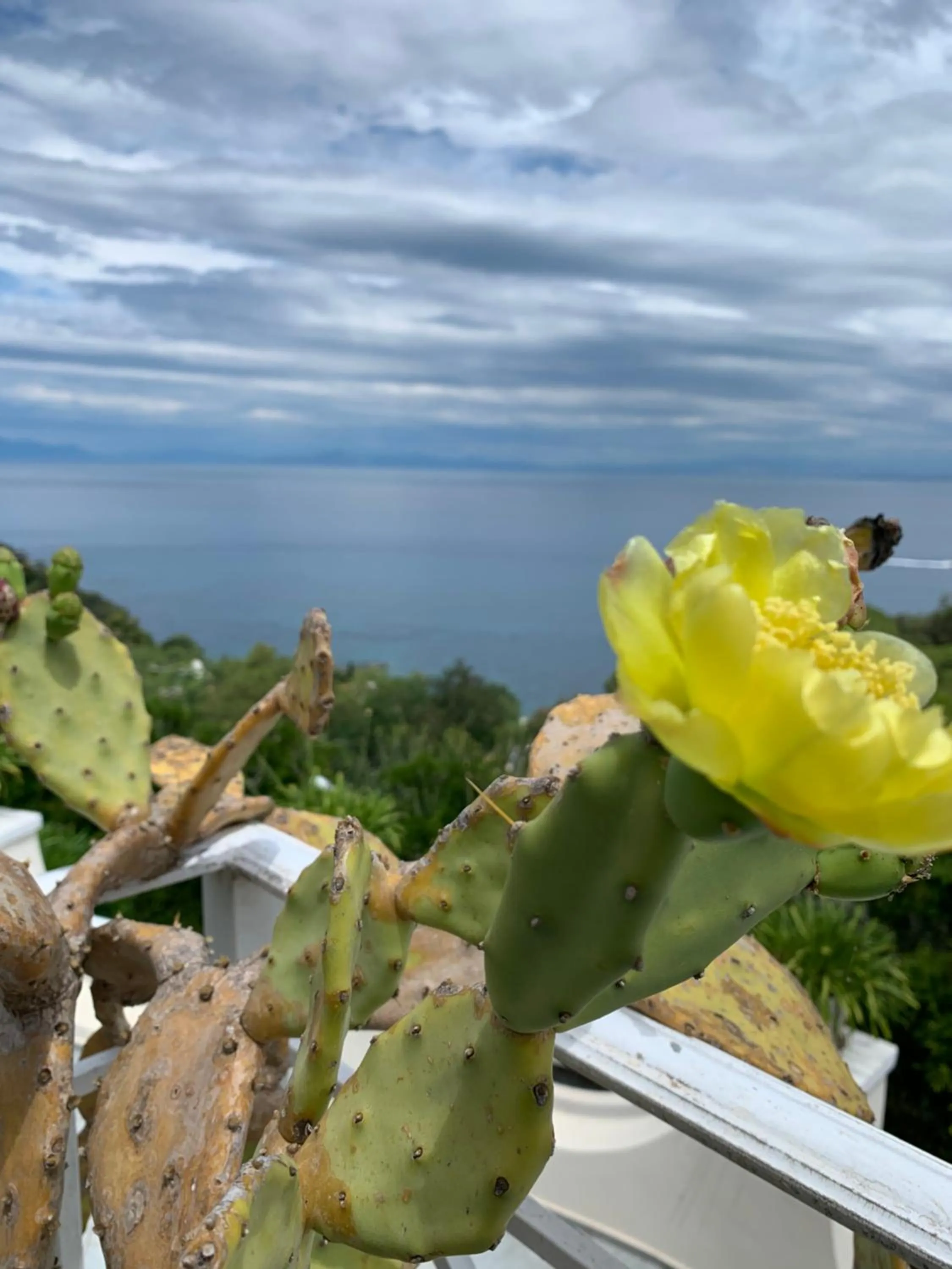 Agapanto Luxury Accommodation