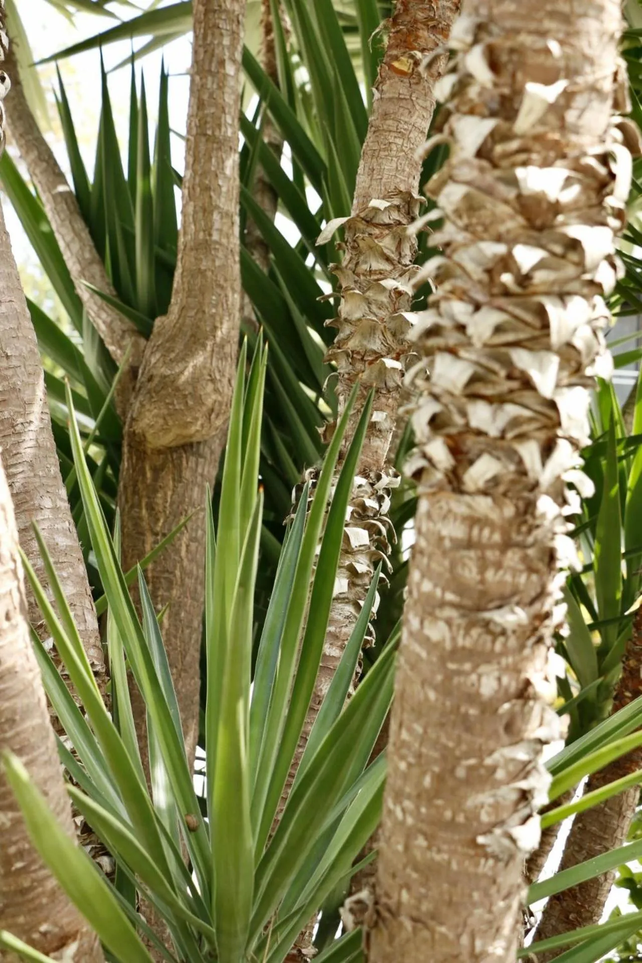 Garden in Casa Teresinha