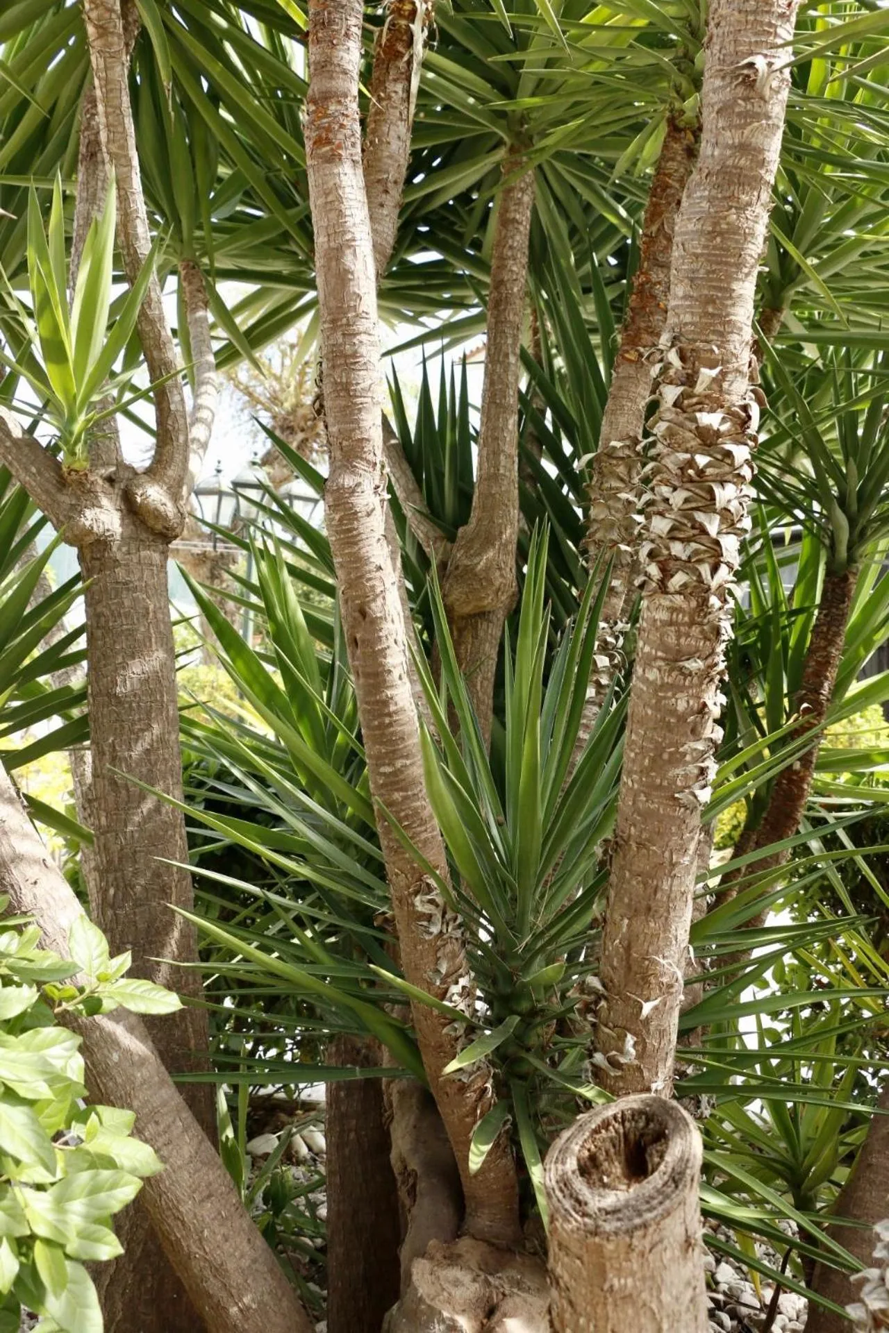 Garden in Casa Teresinha