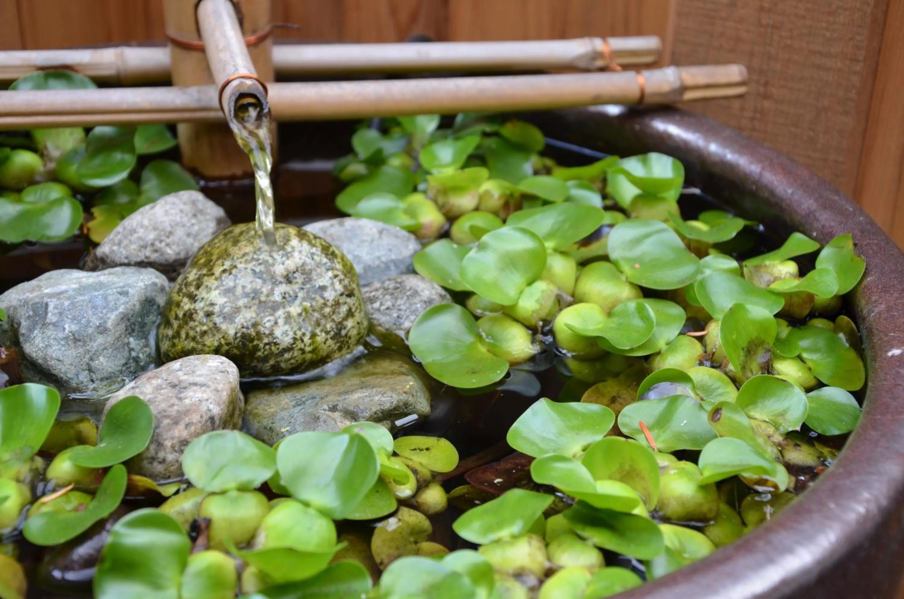 Garden in Shades of Jade Inn & Spa