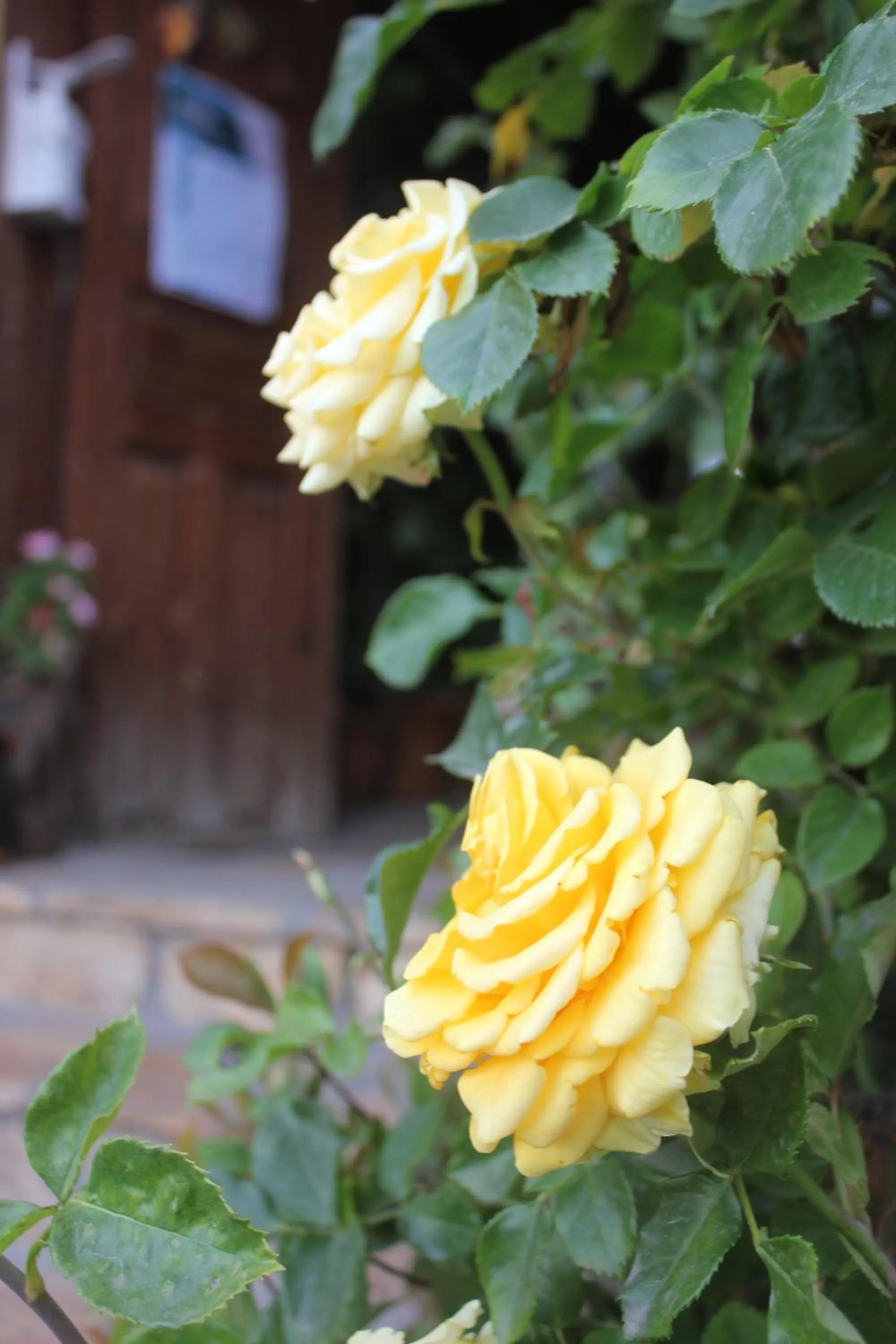 Garden in Avcıoğlu Konak Otel