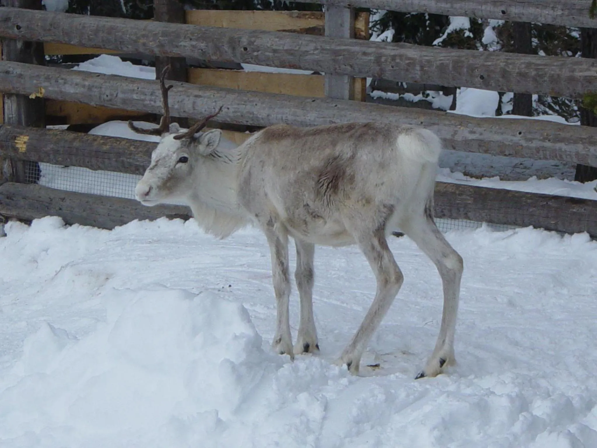 Animals in Apartments Riega