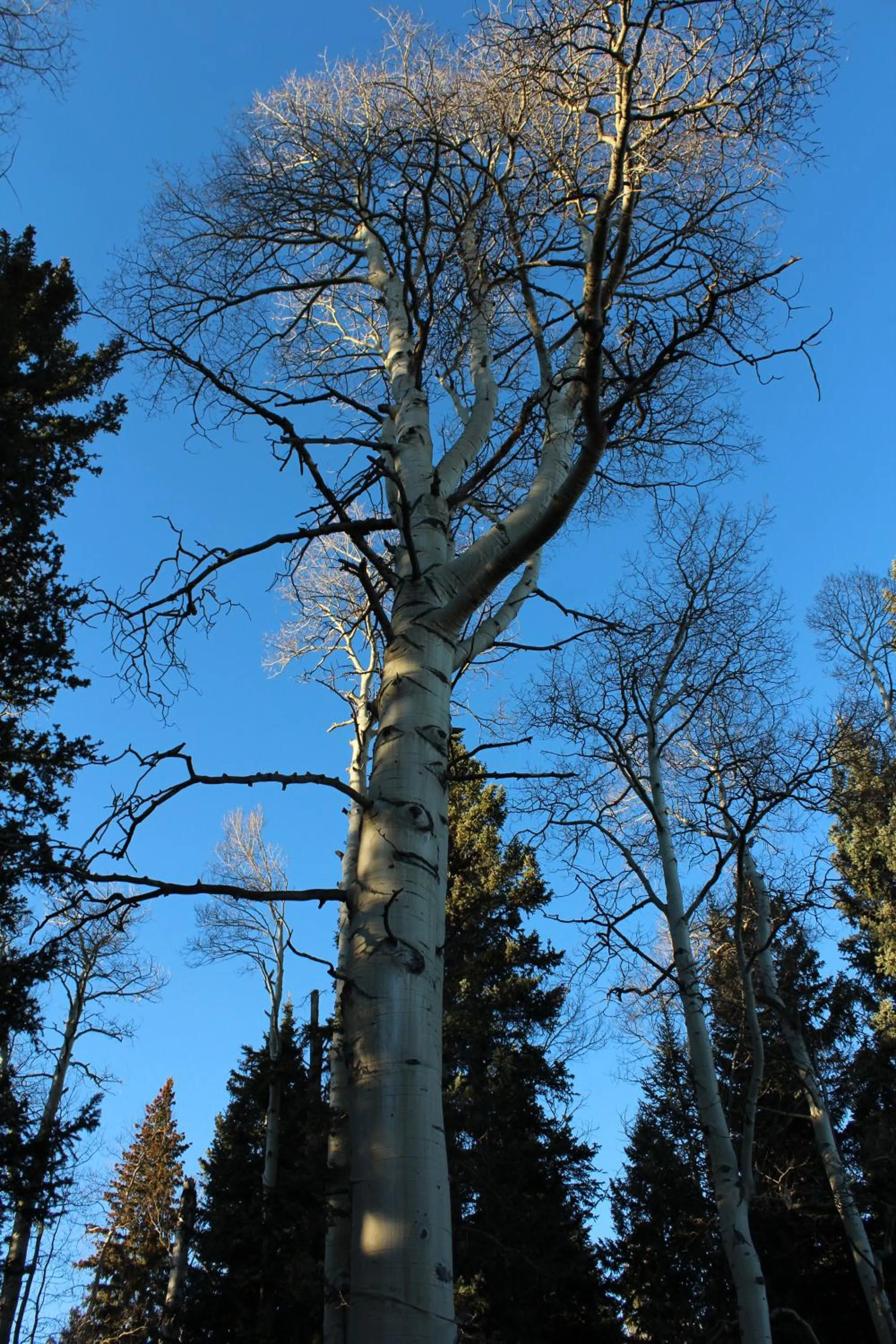 Garden in Arrowhead Mountain Lodge