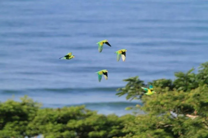 Santa Teresa Surf Vista Villas