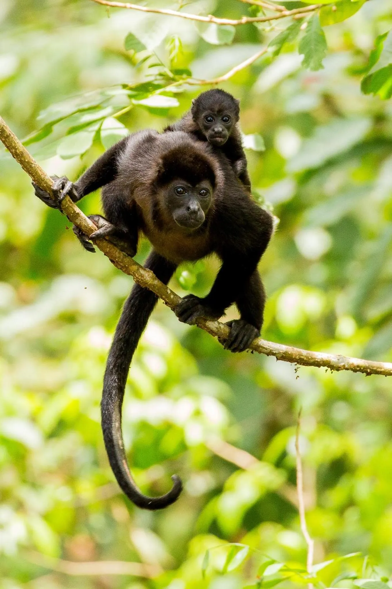 Animals in Santa Teresa Surf Vista Villas