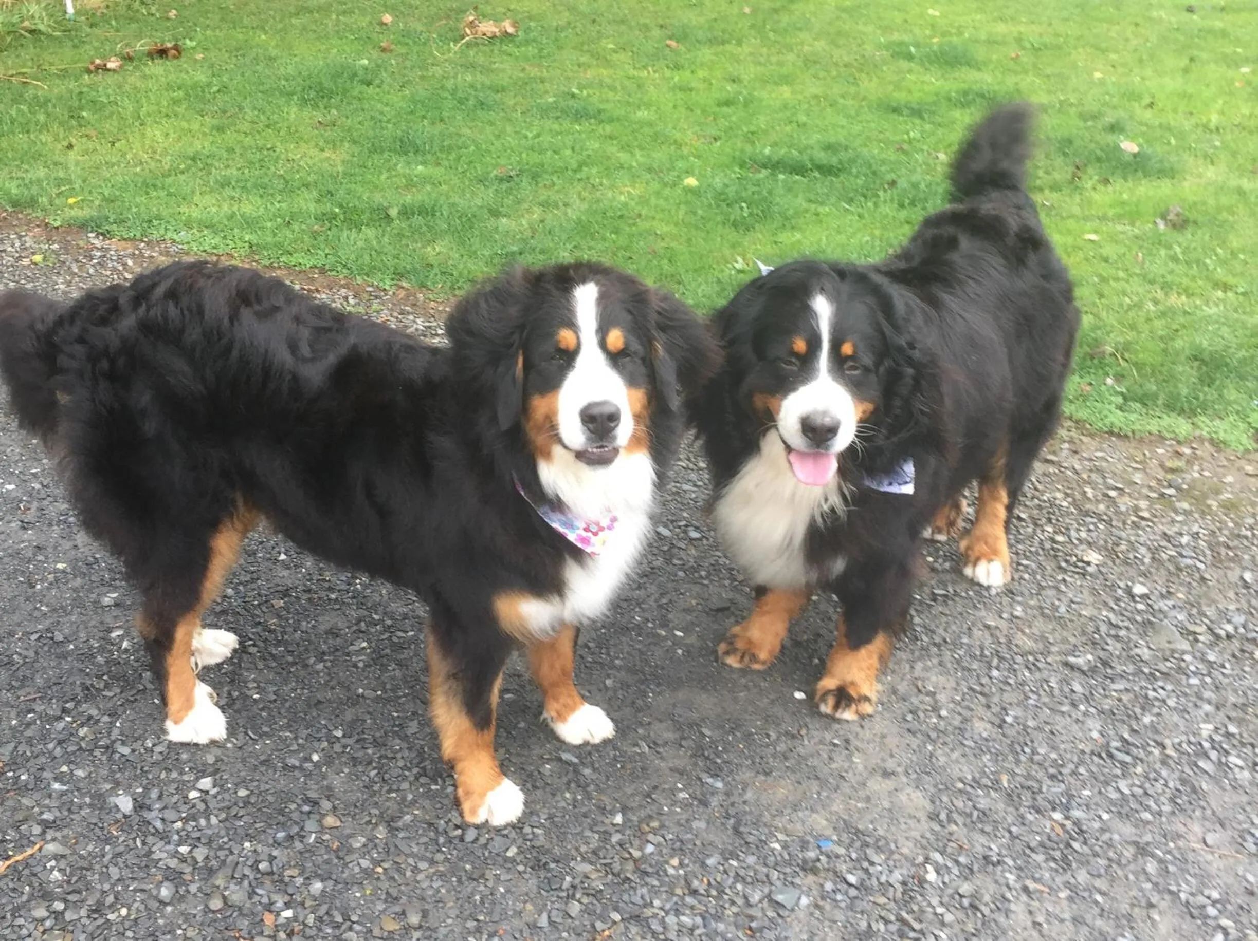 On site in St Kyrans Guest House