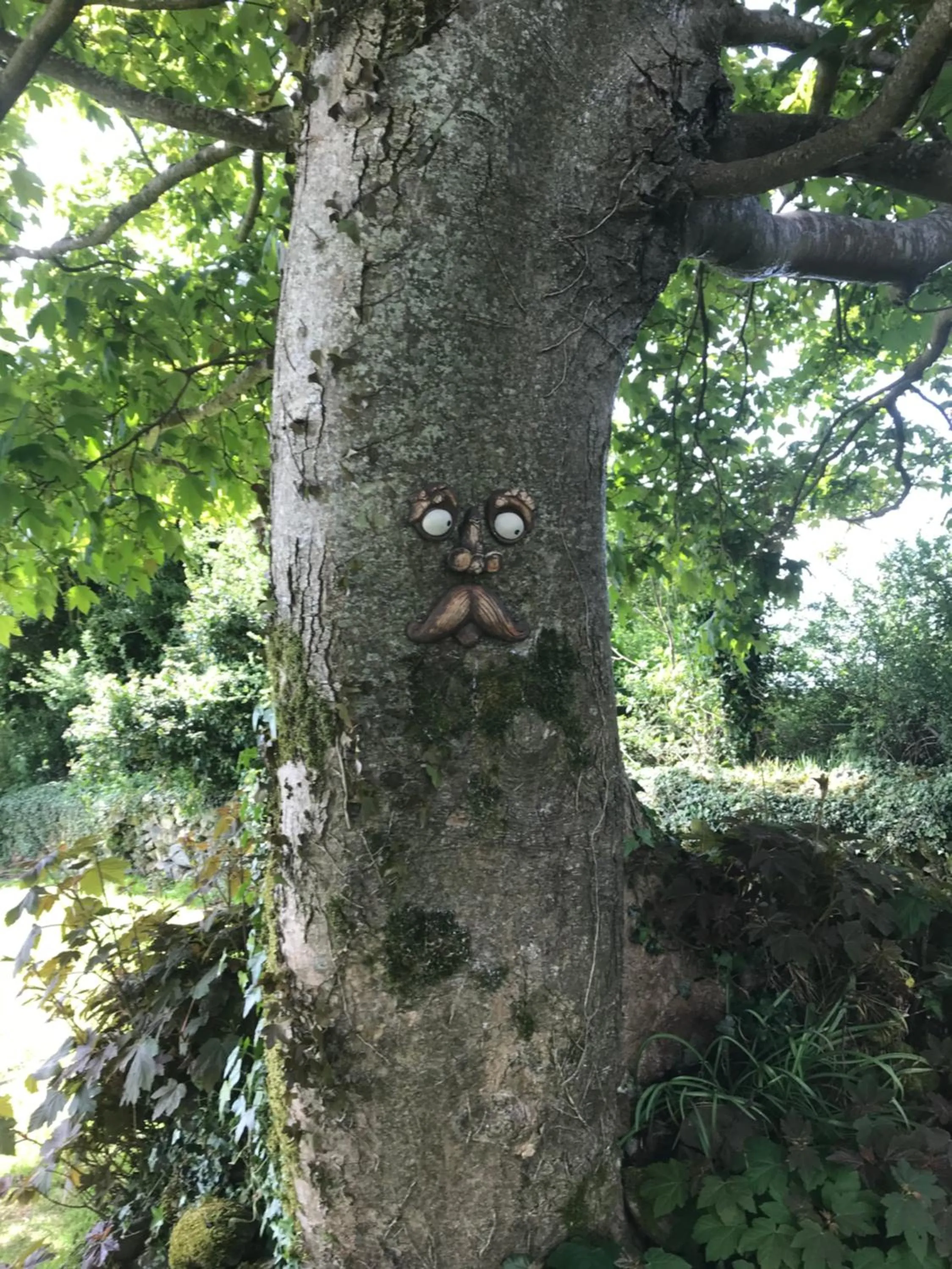 Natural landscape in St Kyrans Guest House