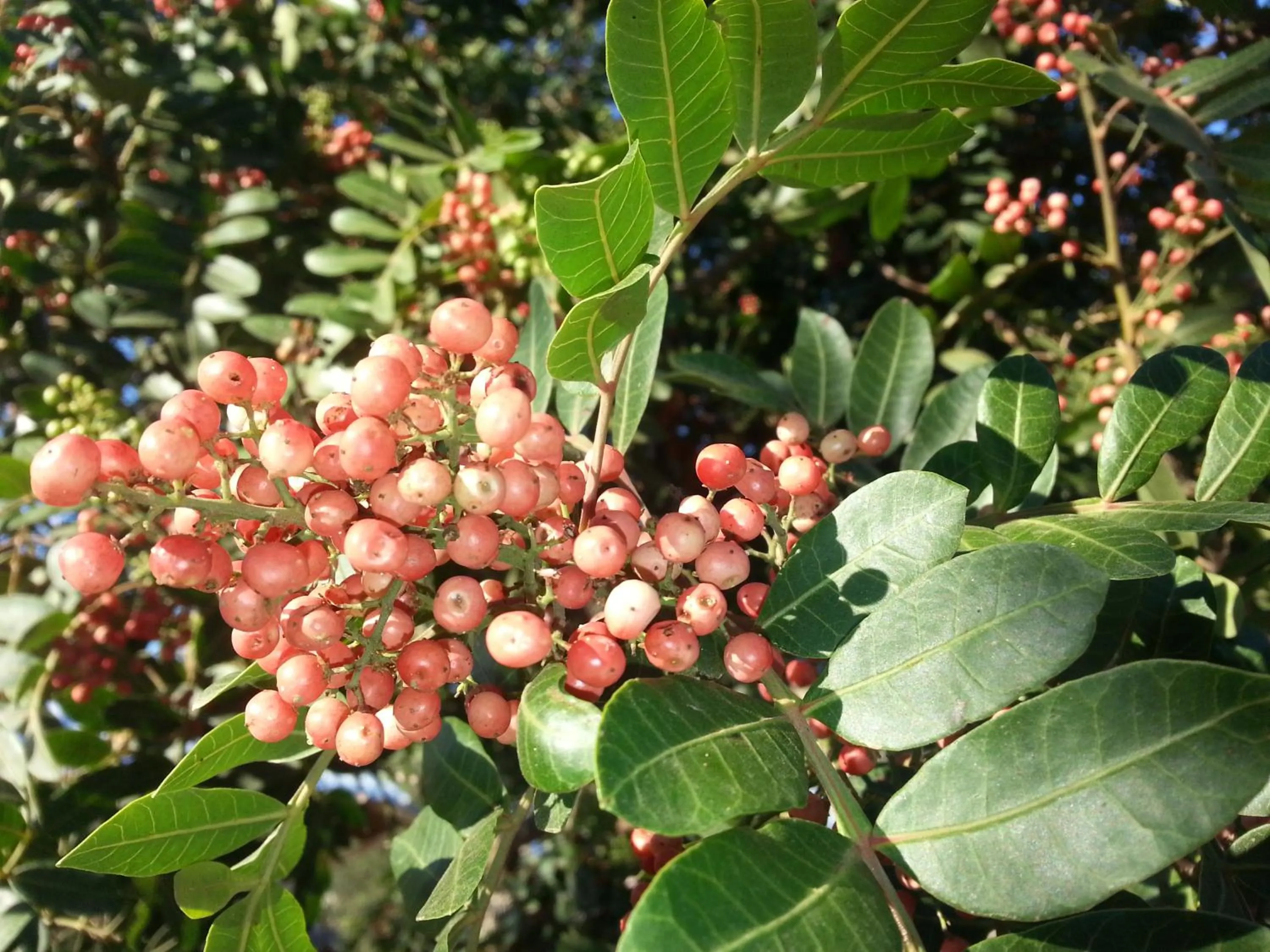 Vinofilia Wine Country Inn