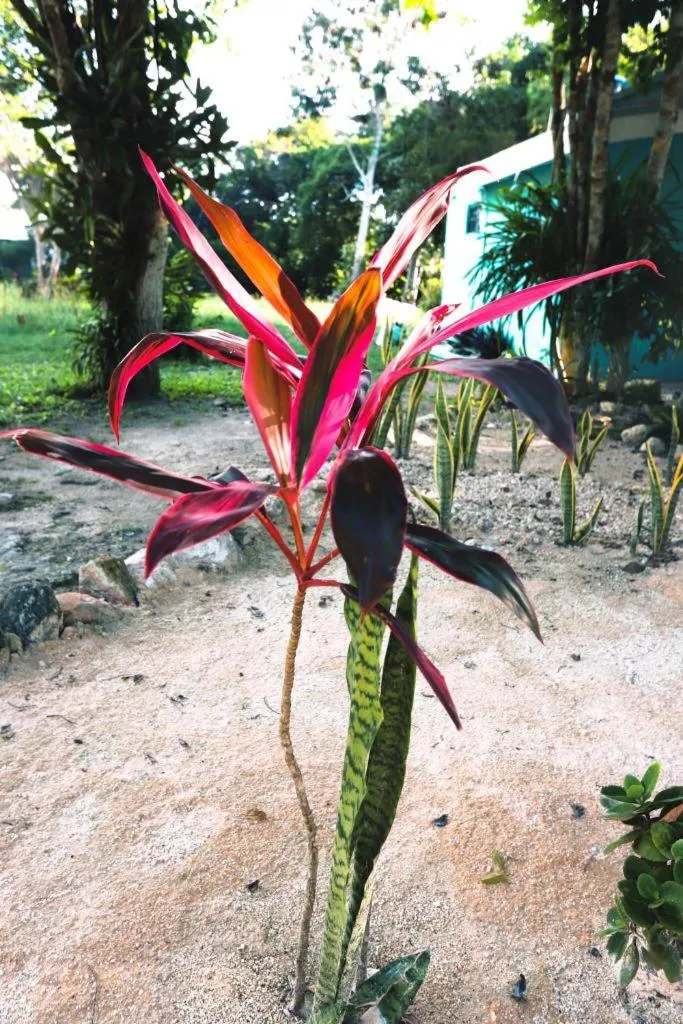 Otoch Béek Calakmul