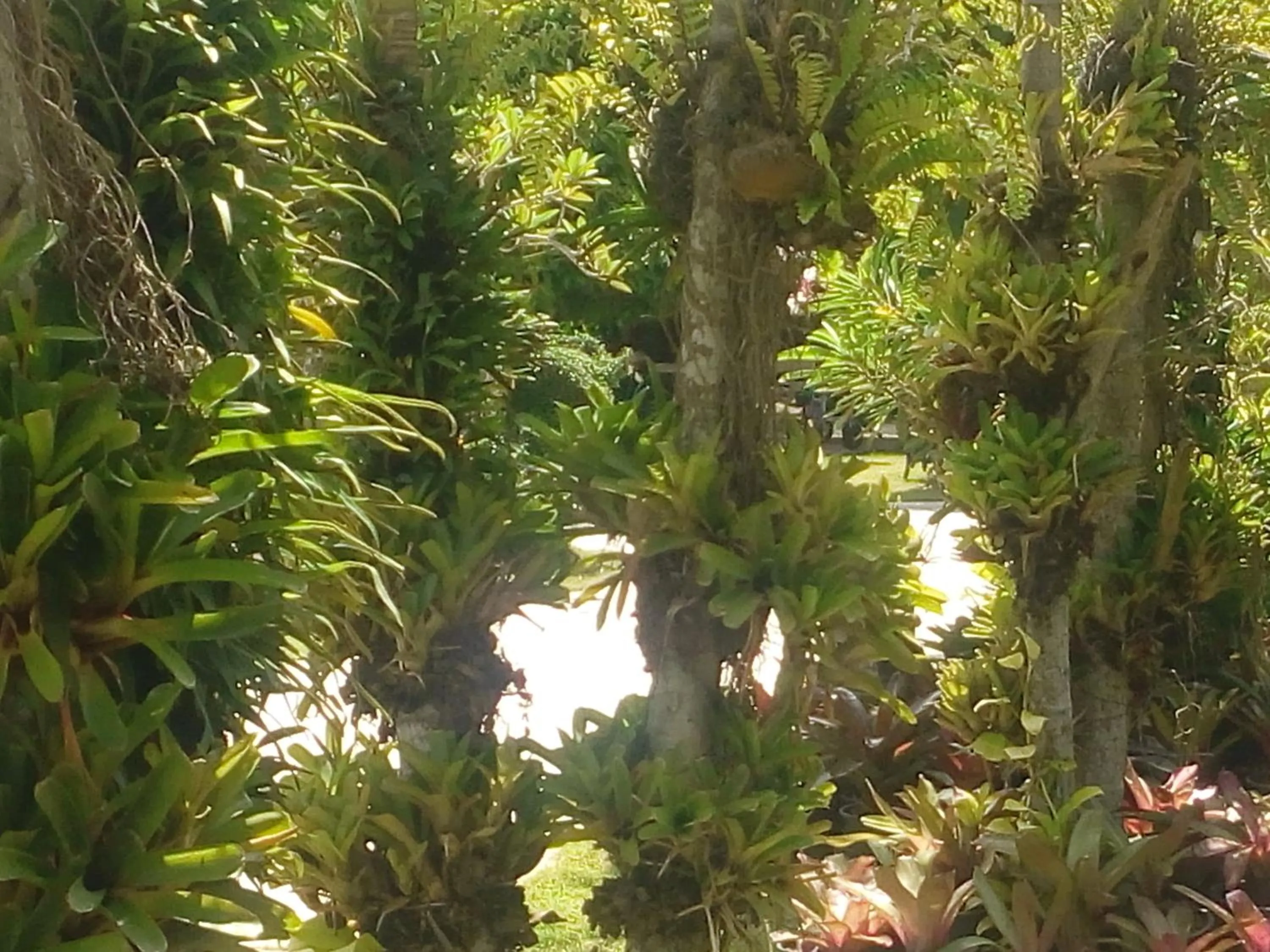 Garden in Ya Teng Homestay