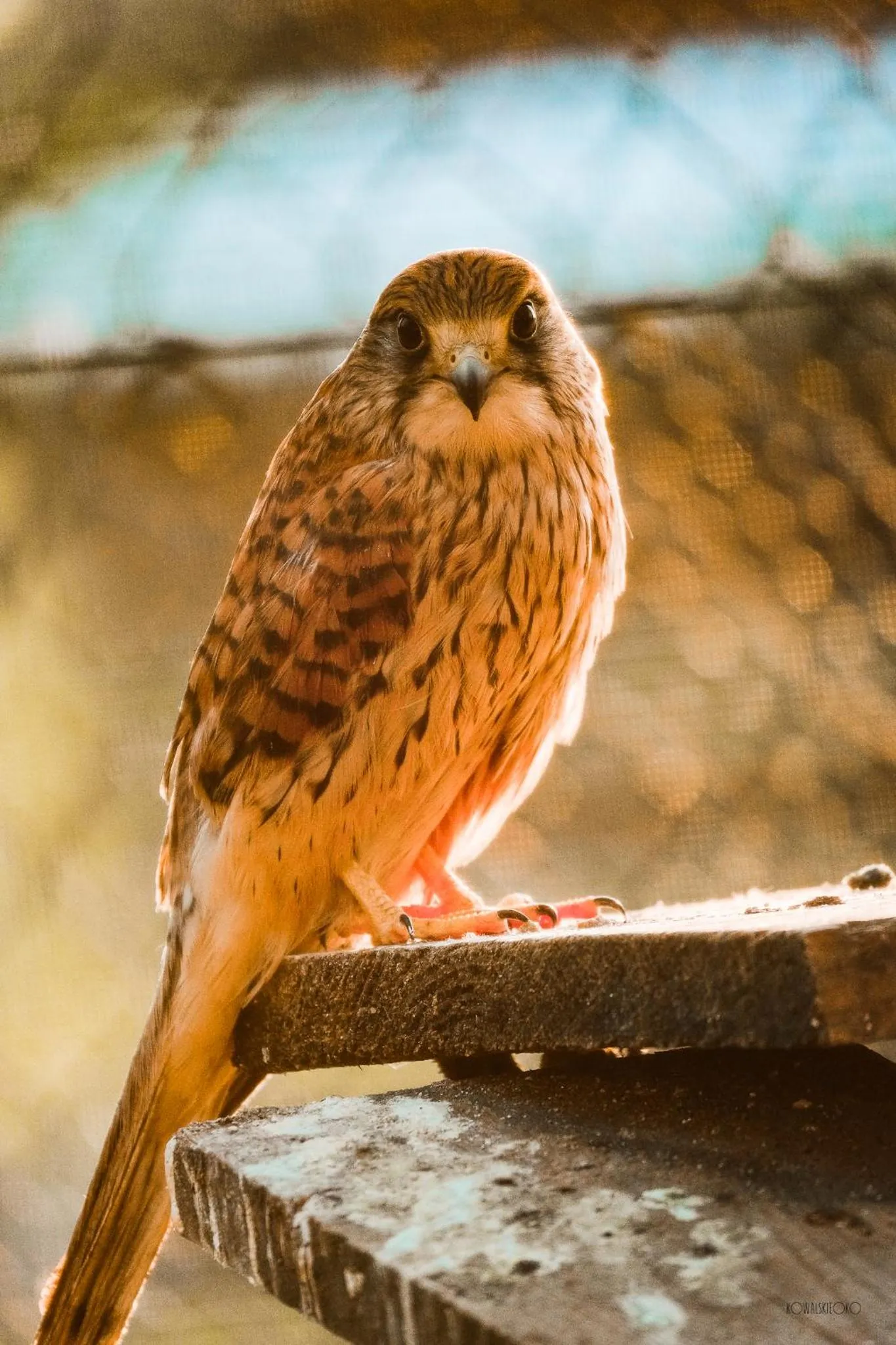 Agroturystyka Klekusiowo