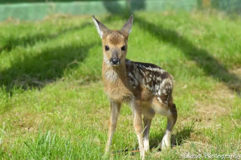 Property building in Agroturystyka Klekusiowo
