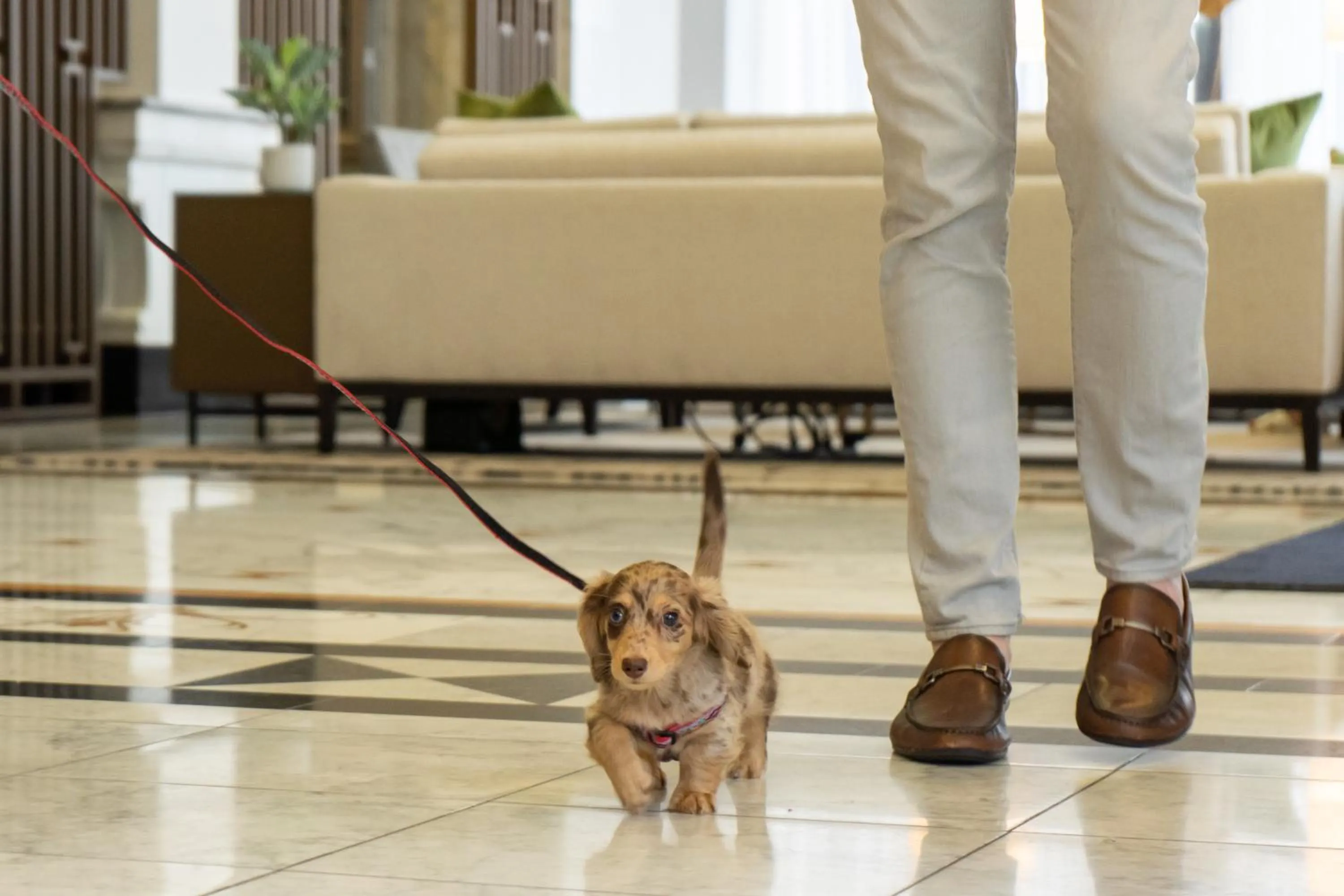 Pets in Hilton Pennywell St Louis at the Arch