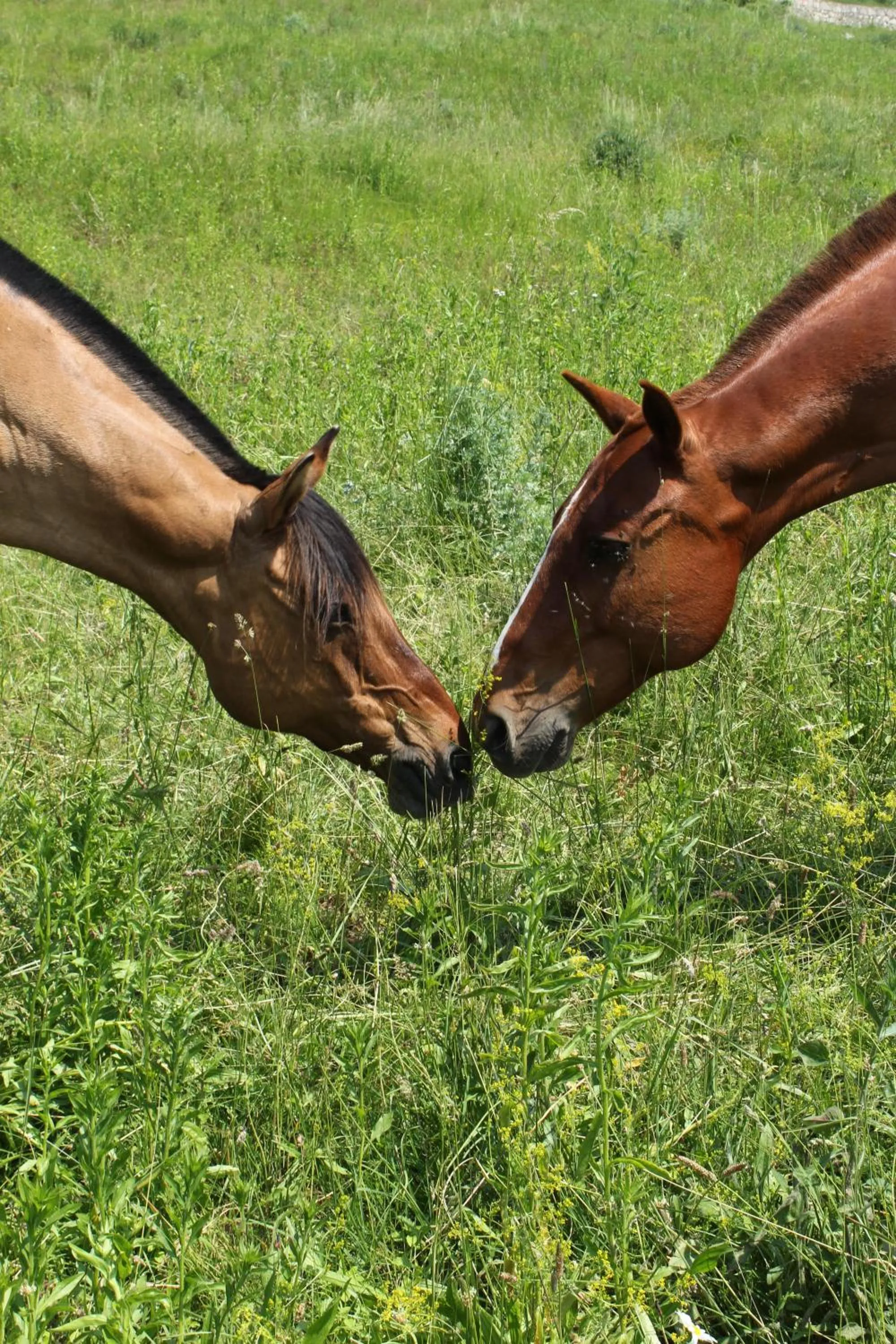 Horse-riding in B&B Le Corone