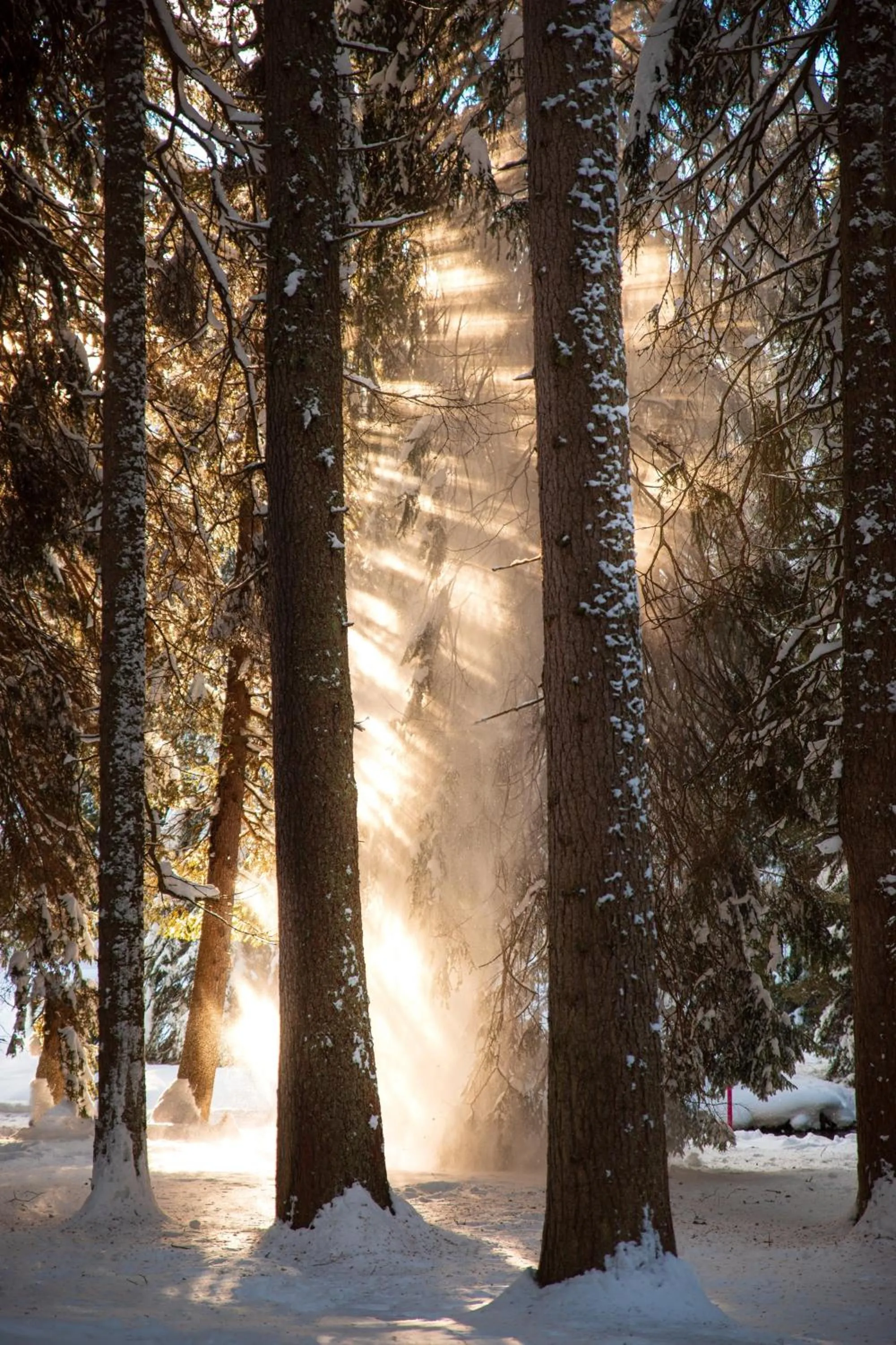 Winter in Hotel Schweizerhof Lenzerheide