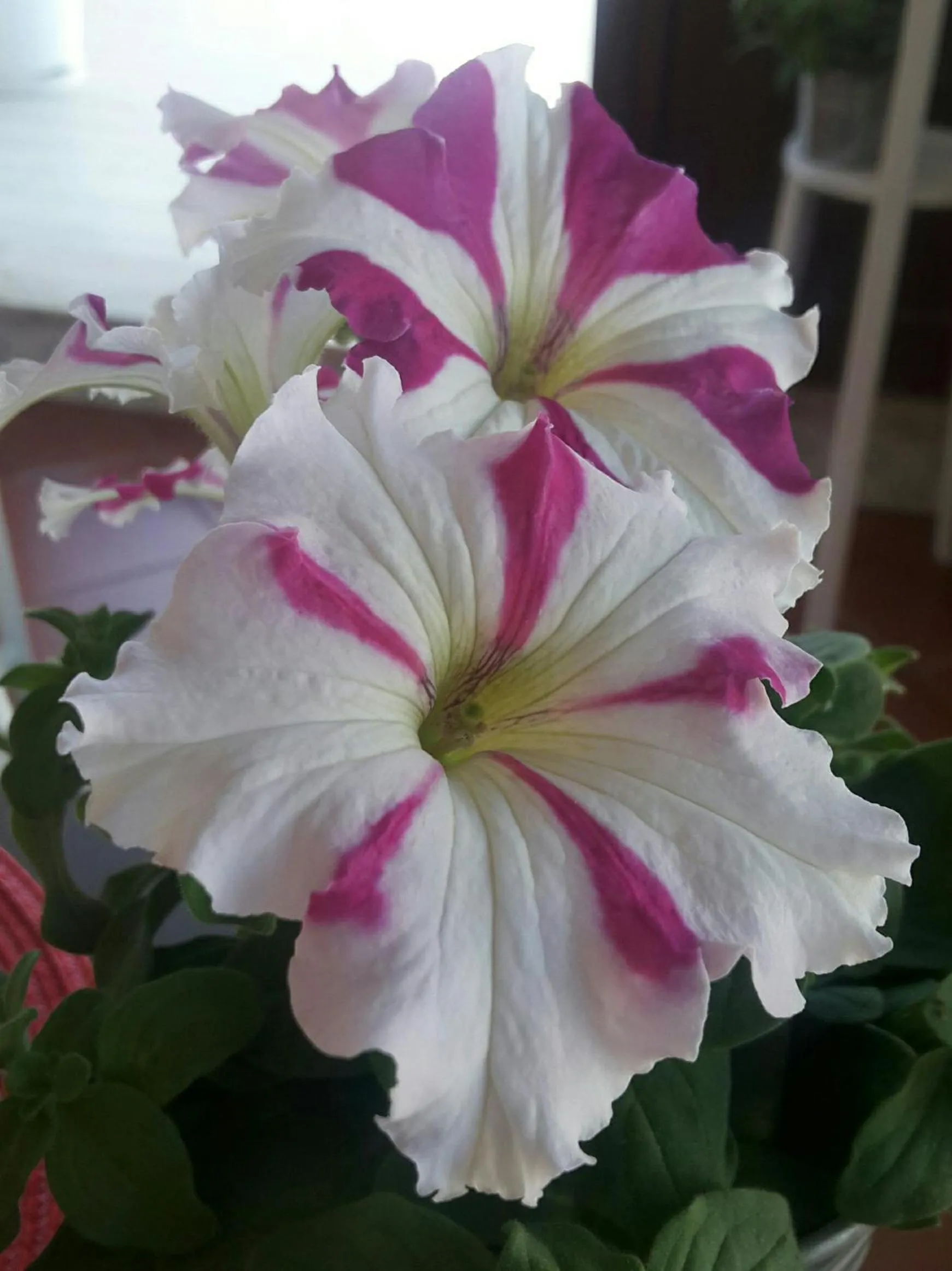 Decorative detail in Alma Nua