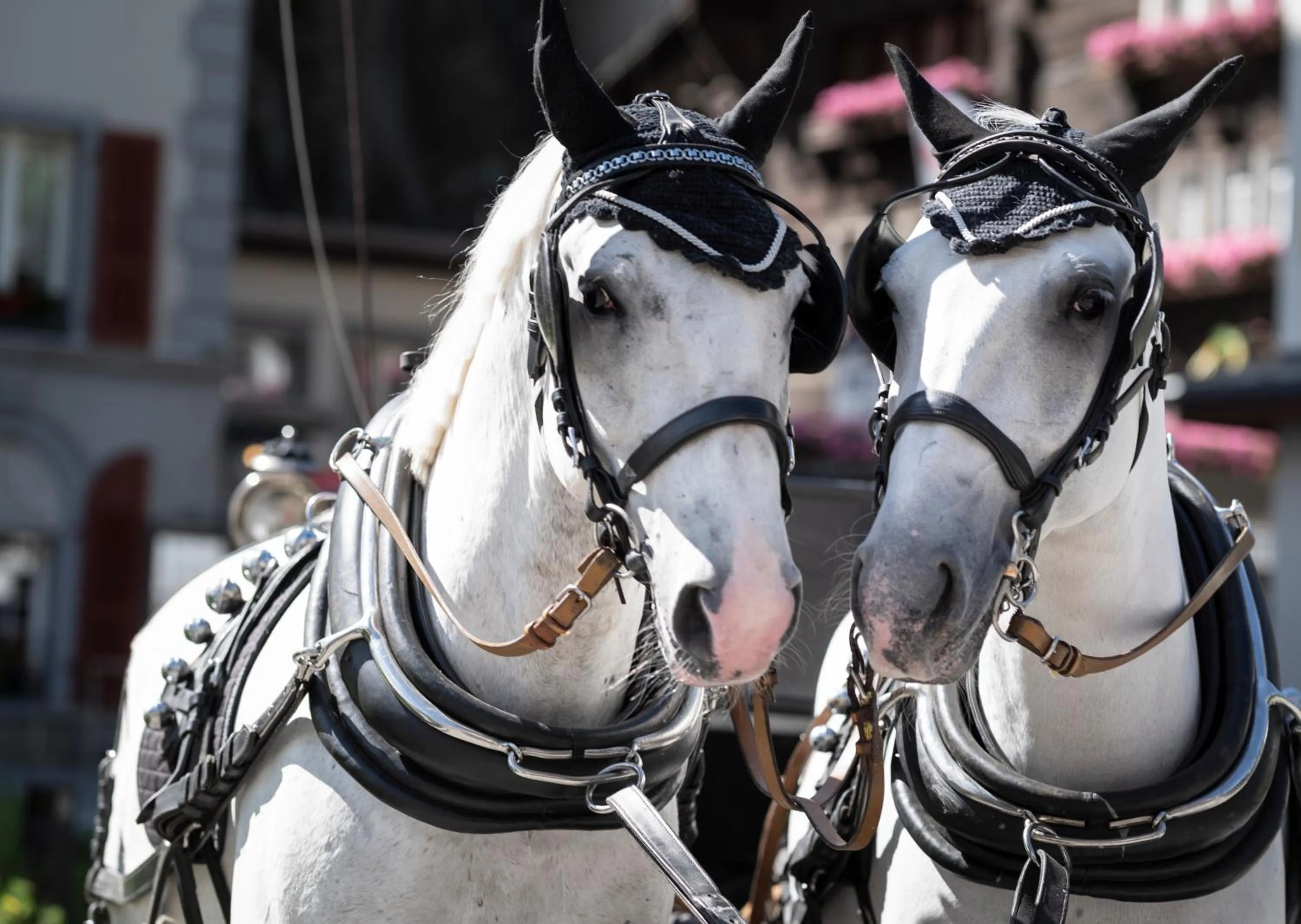 Animals in Grand Hotel Zermatterhof