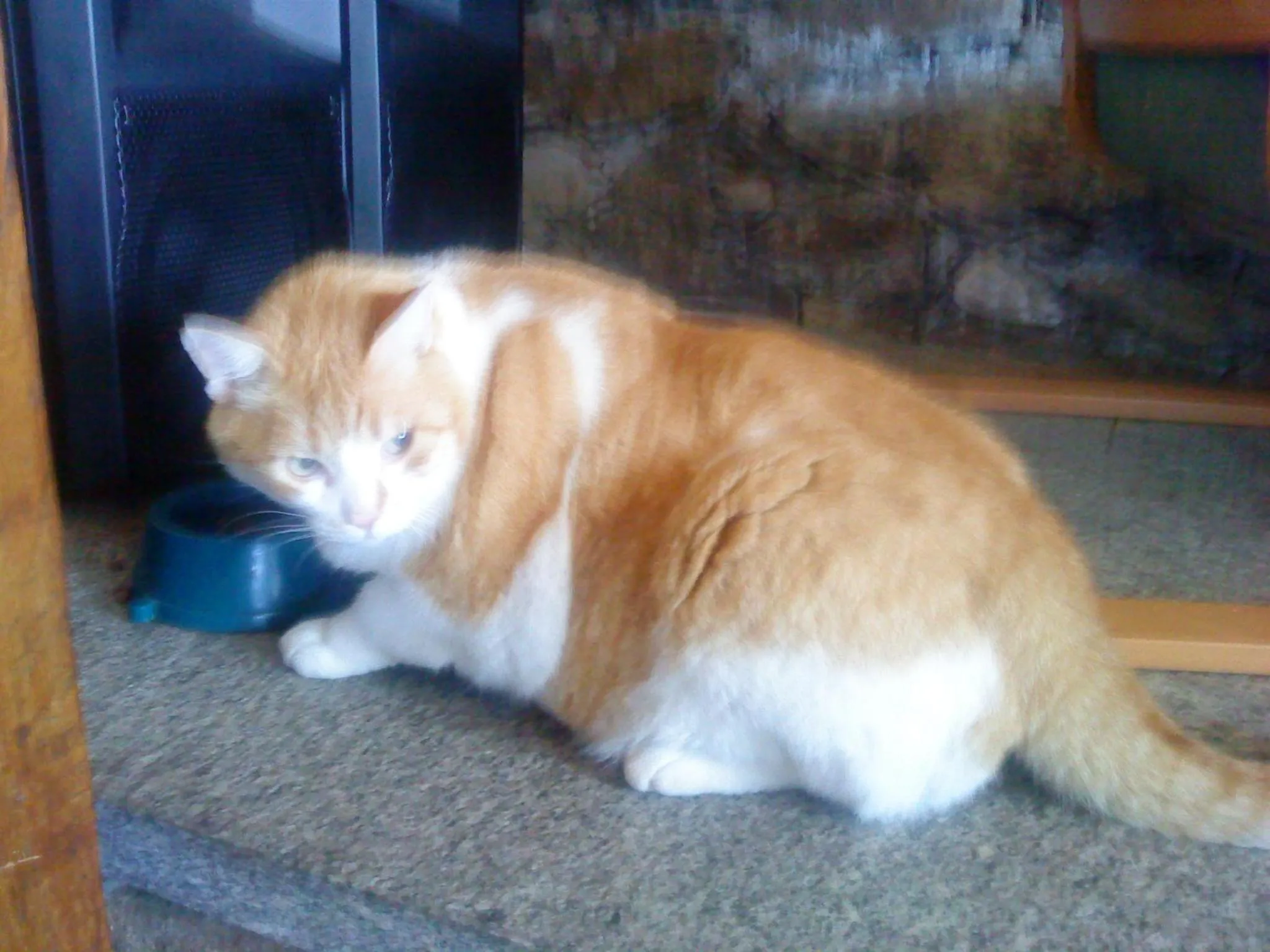 Animals in Eco Hotel Locanda del Giglio