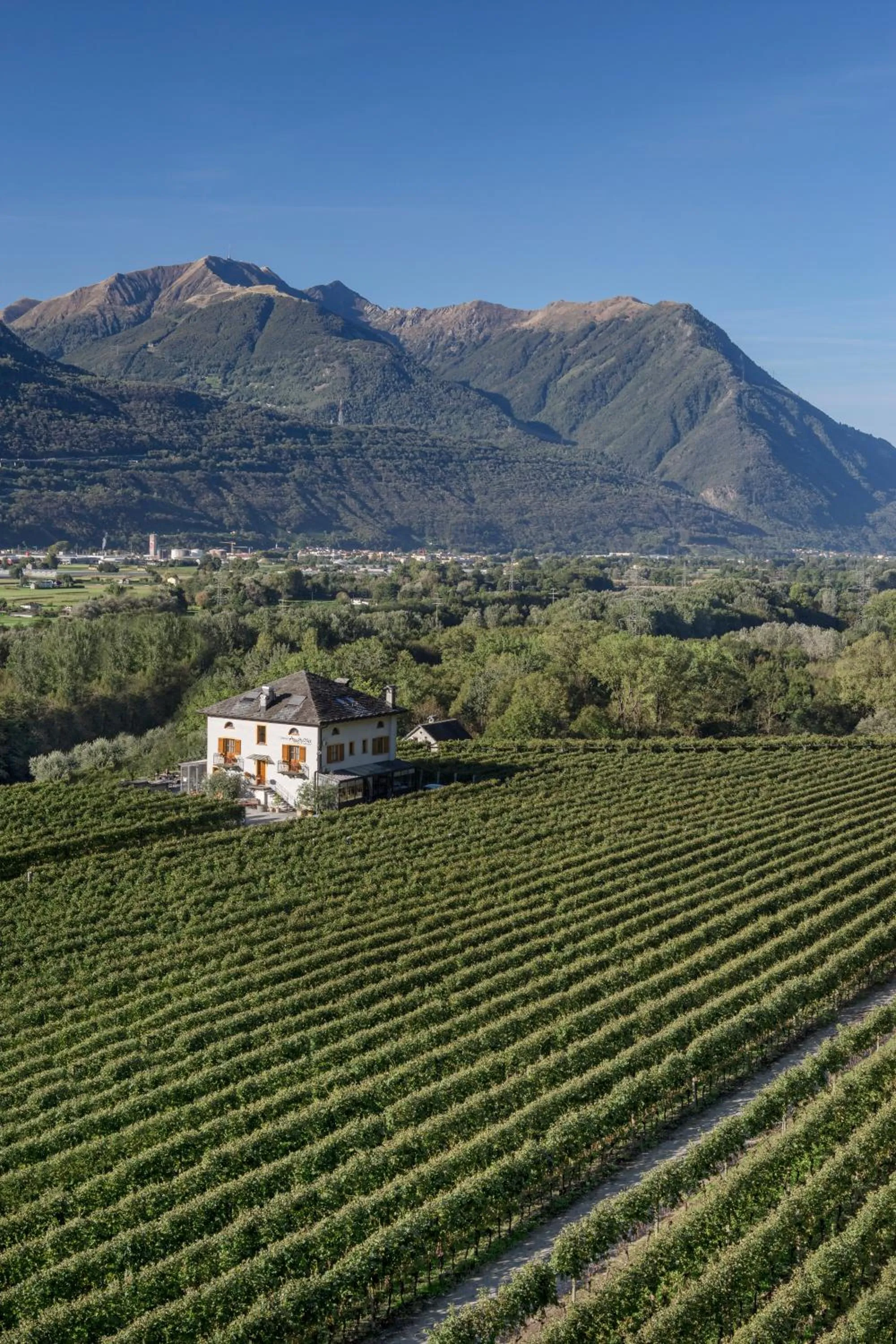 Day in Fattoria l'Amorosa