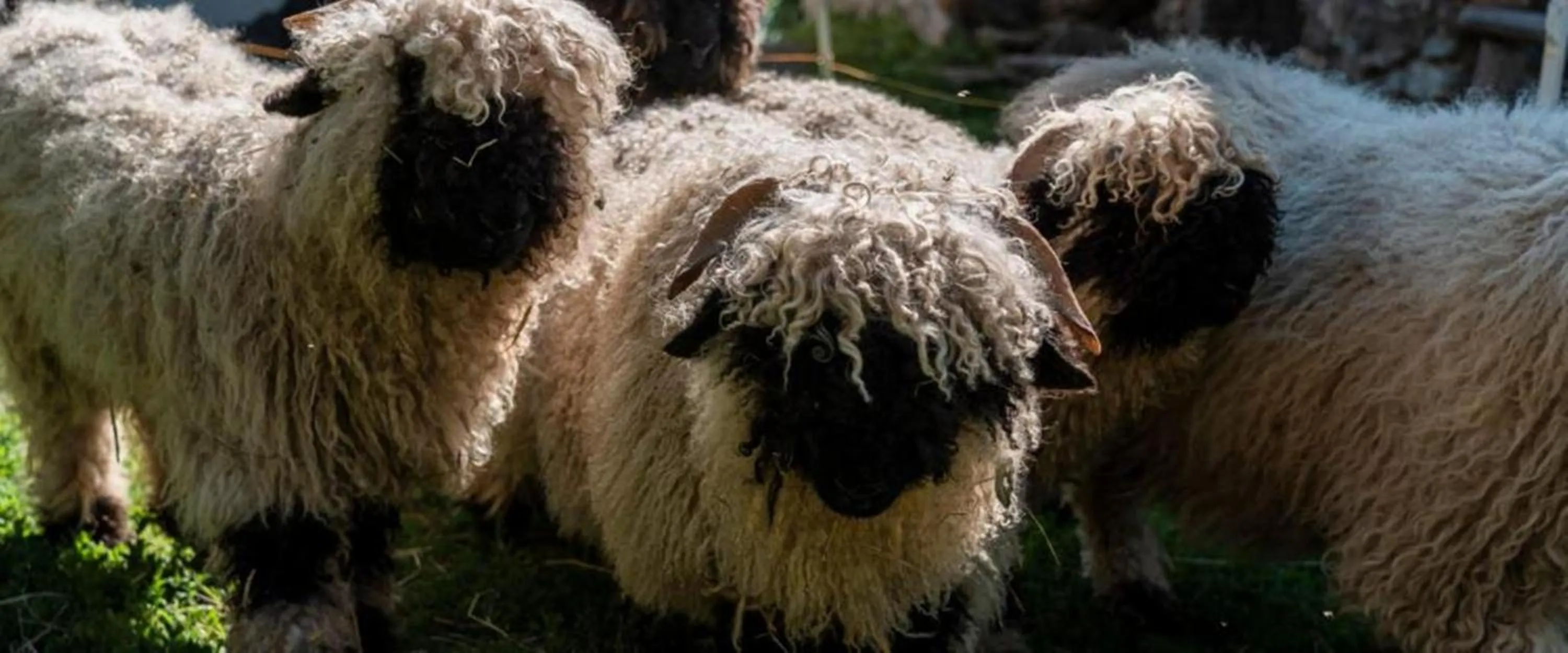 Animals in Hotel Restaurant Bürchnerhof