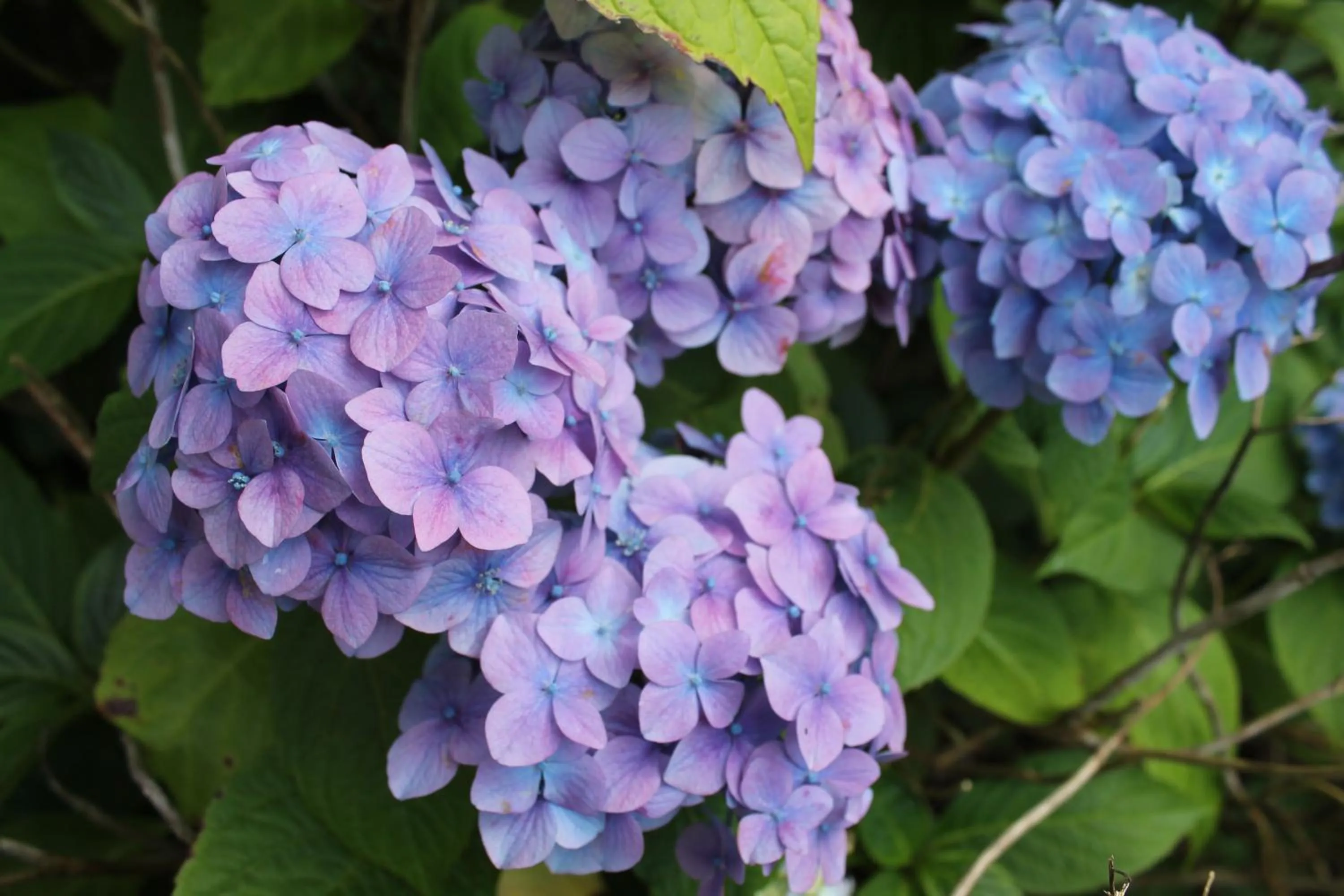 Garden in Trevanger Farm Bed and Breakfast