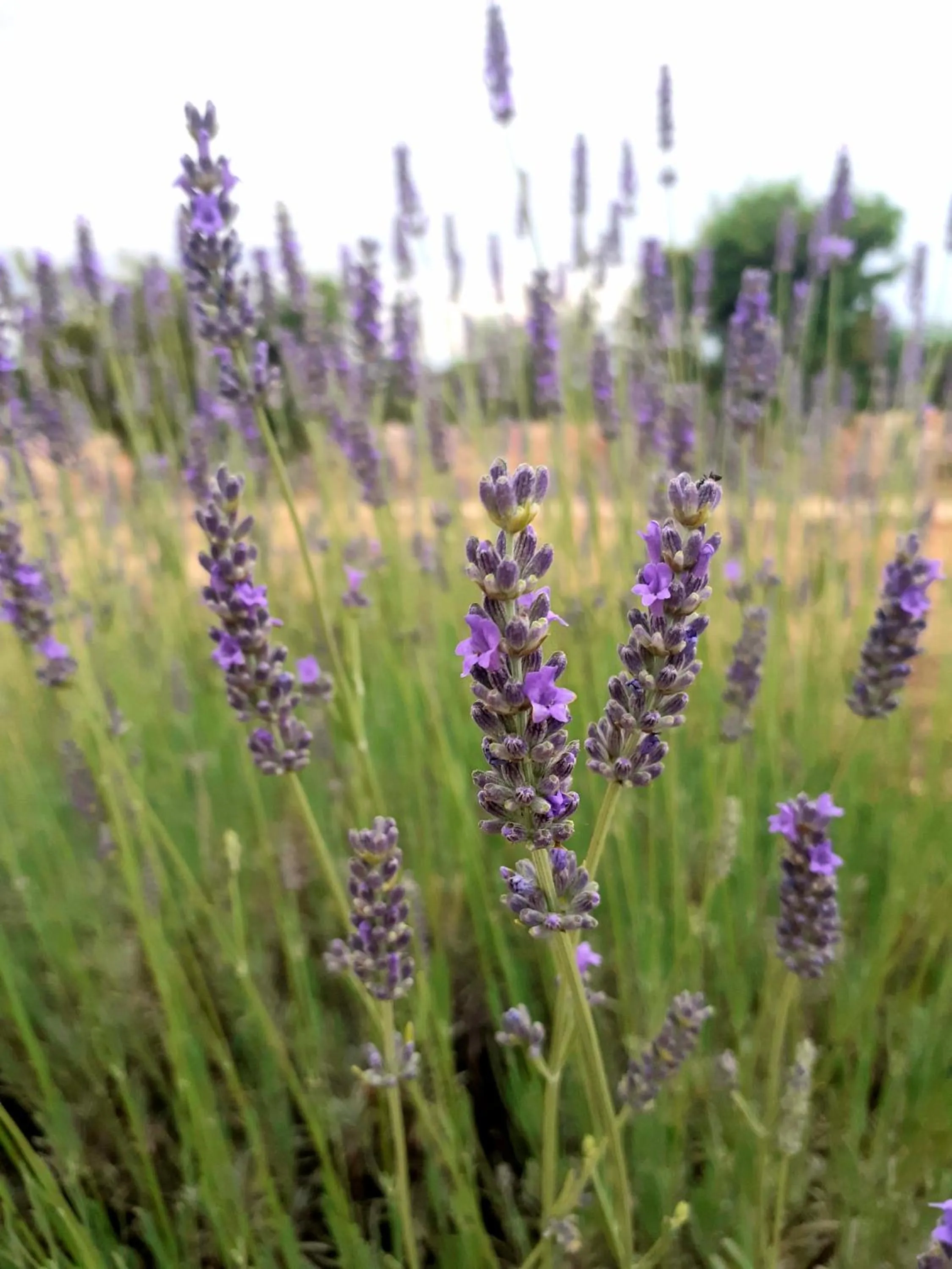 Masseria San Martino