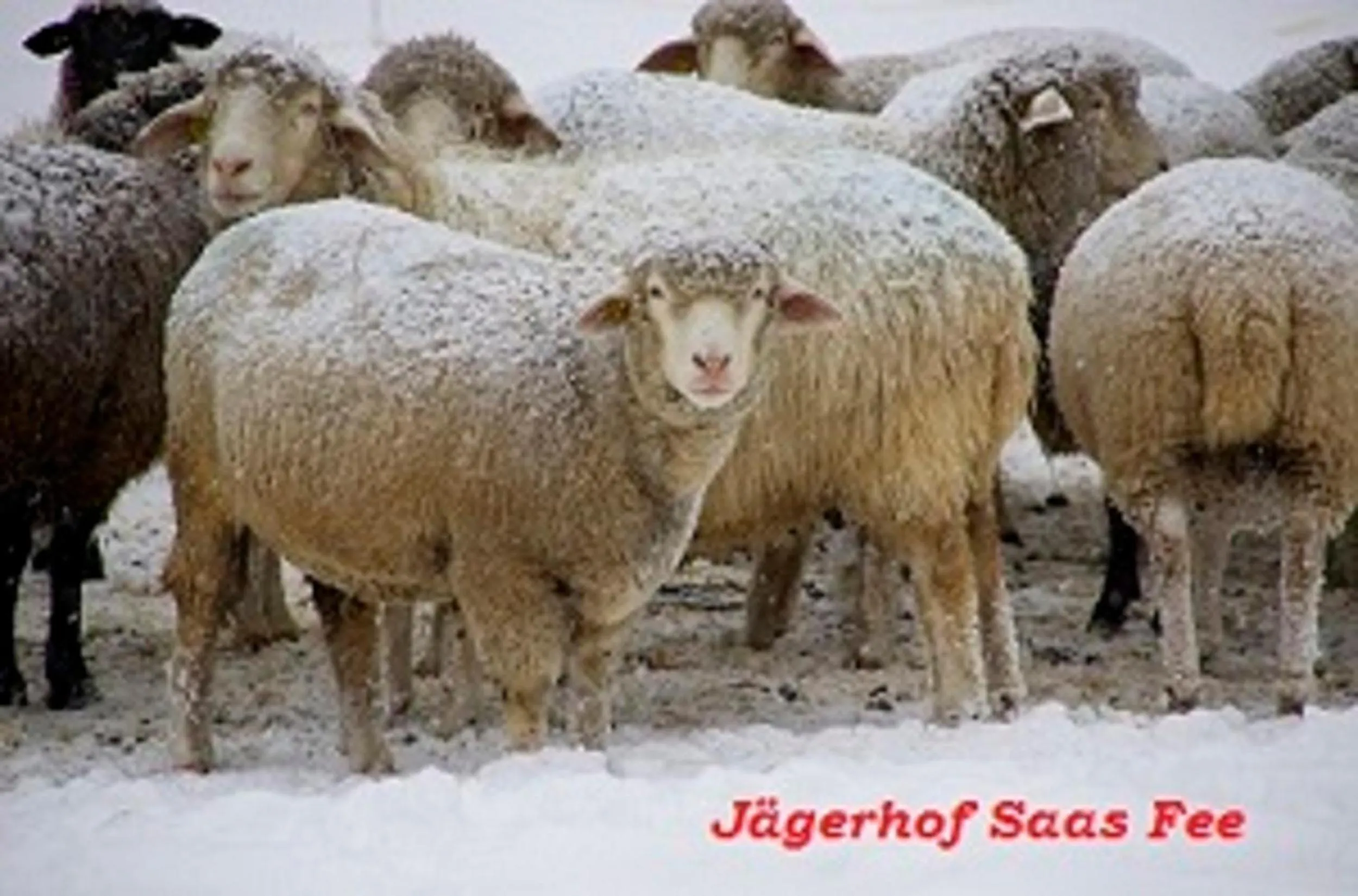 Natural landscape in Hotel Garni Jägerhof