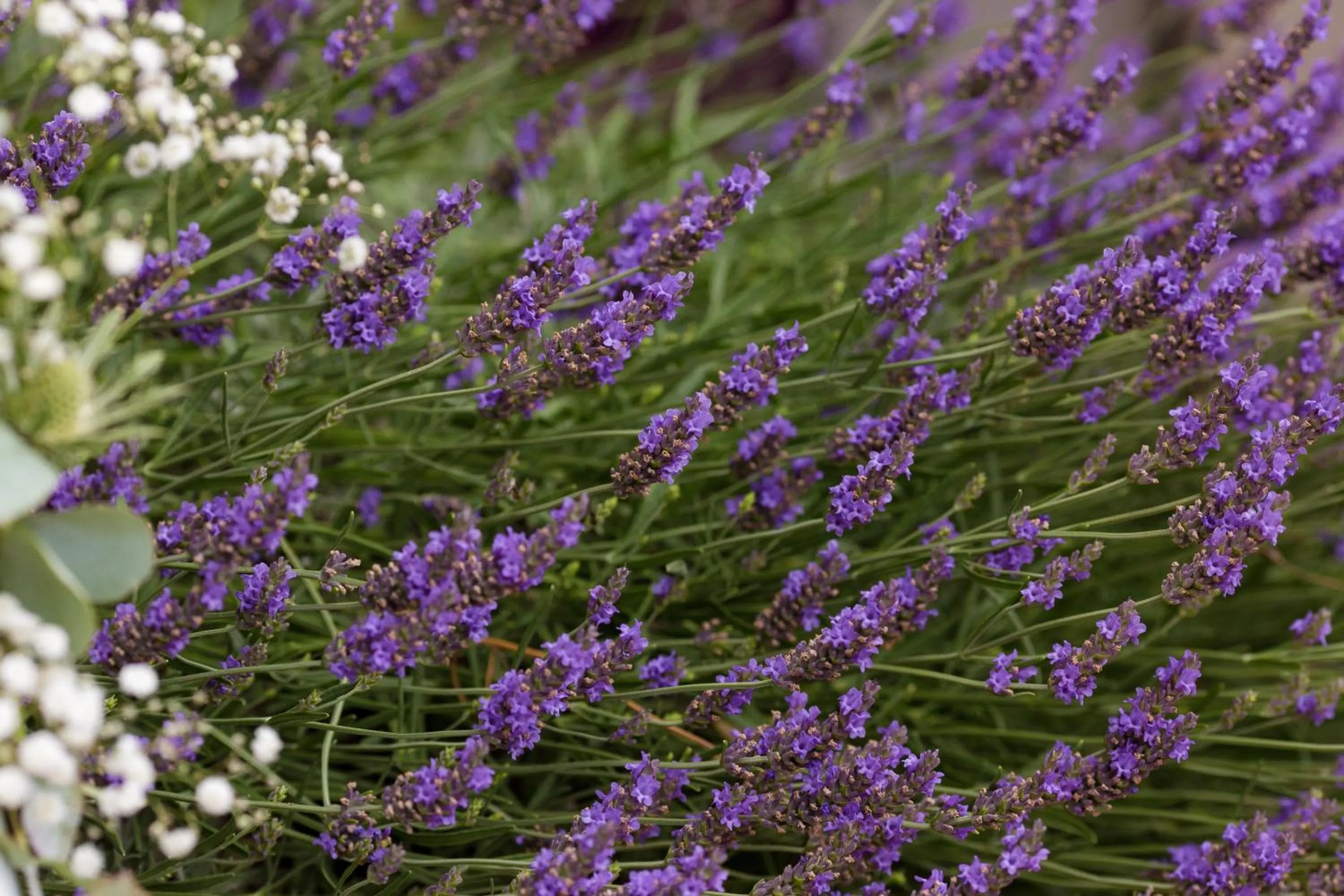 Garden in Le Manoir de L'Étang