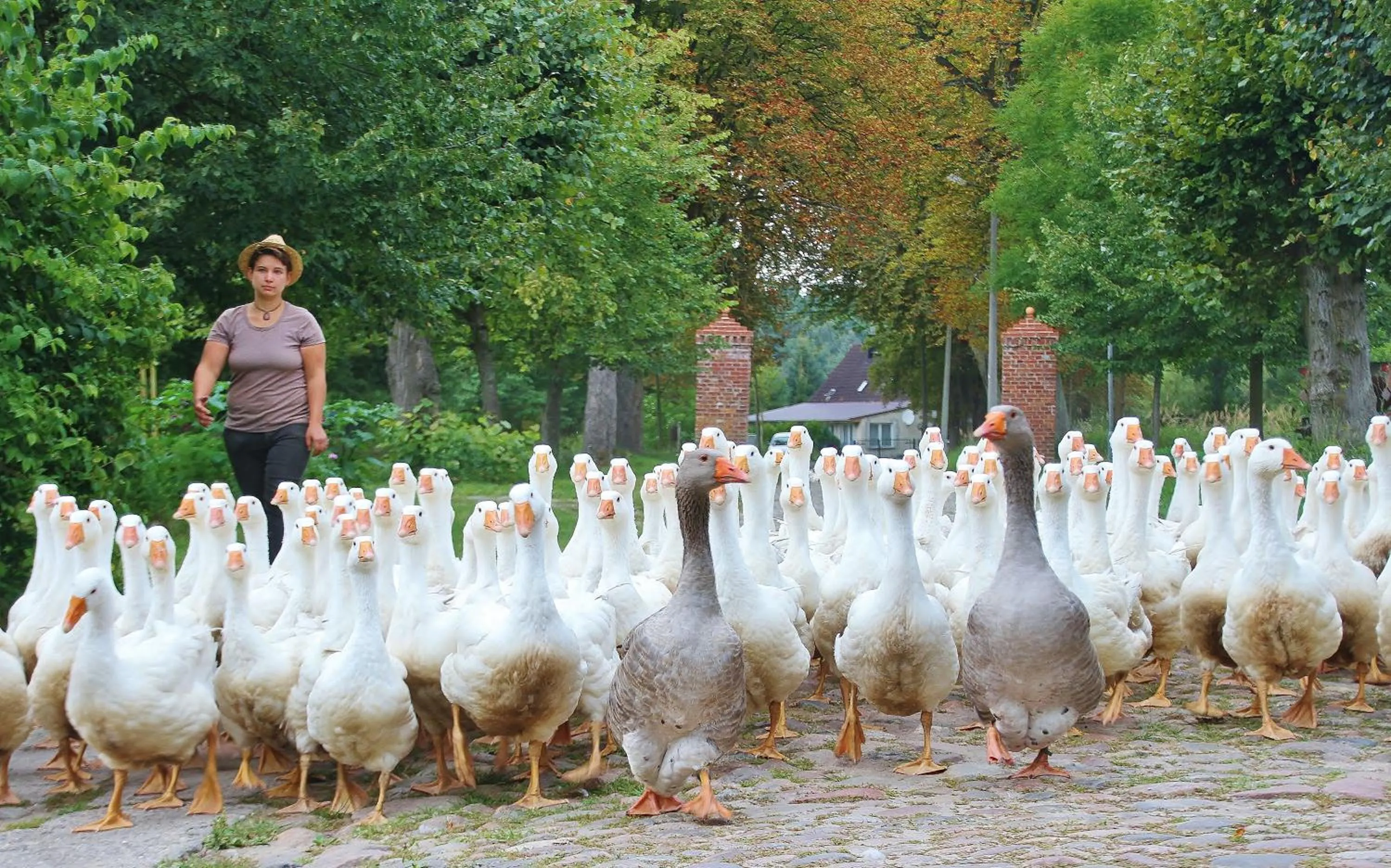 Animals in Gut Boltenhof